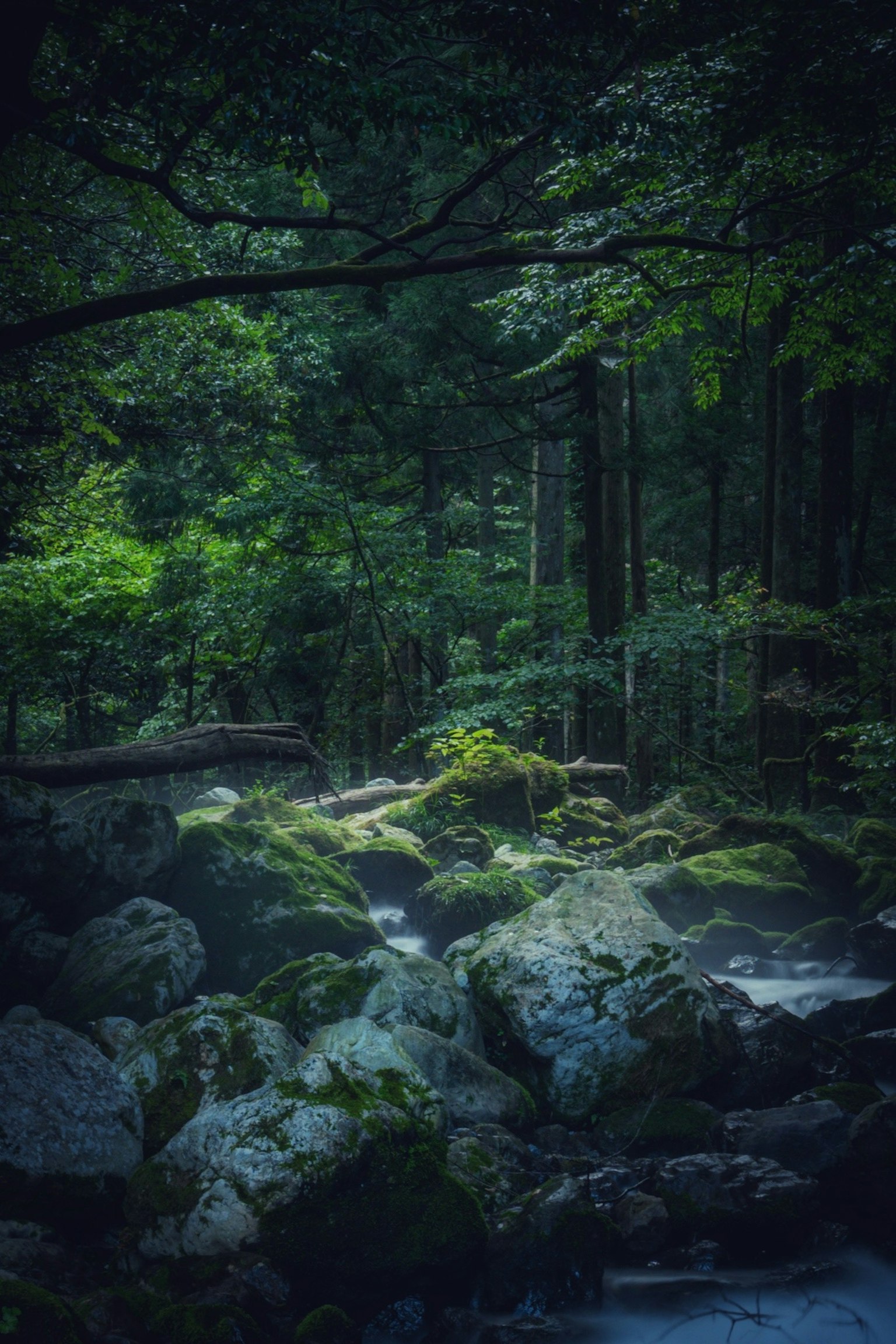 郁郁蔥蔥的森林場景，岩石和流動的小溪