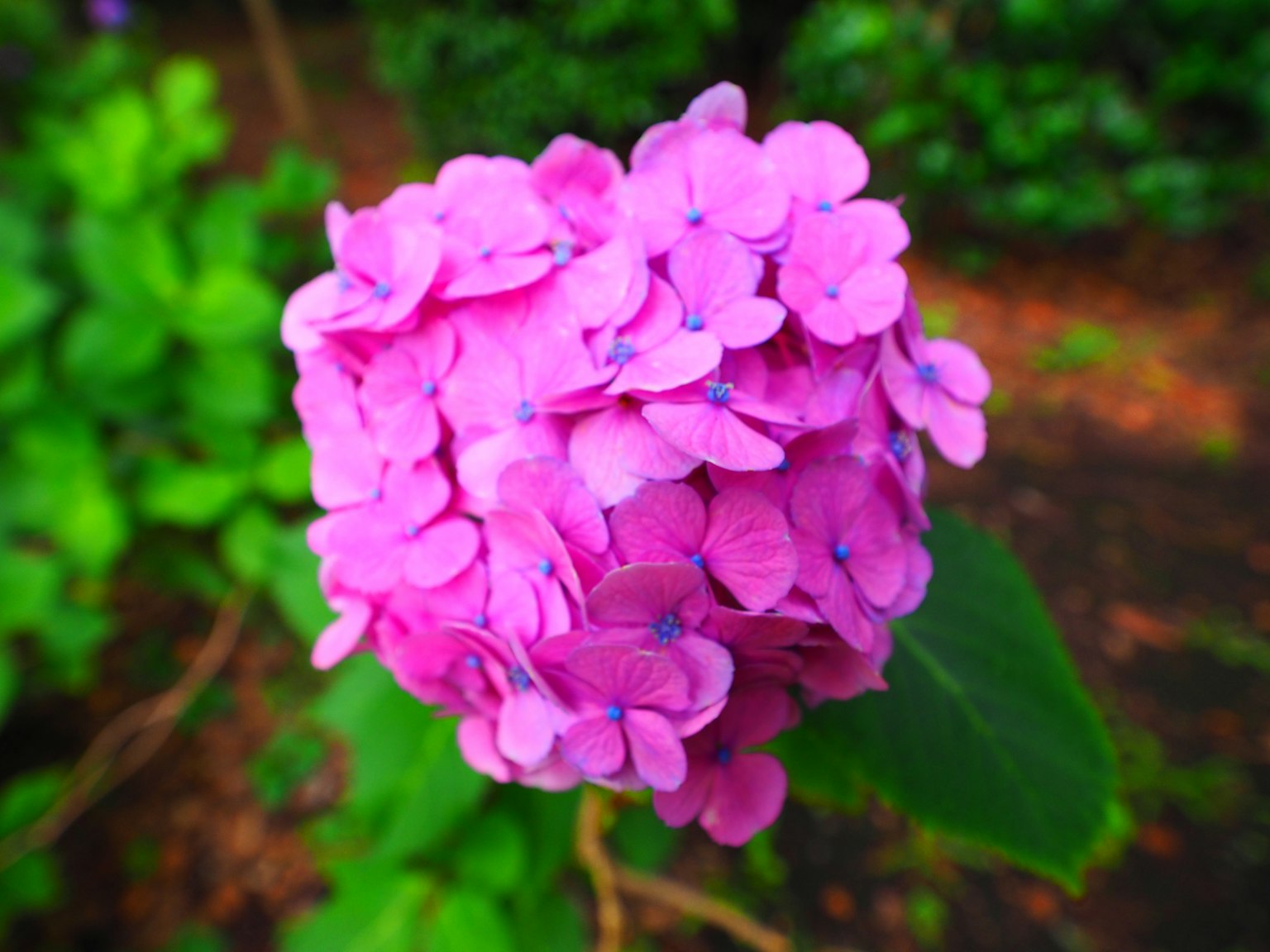 Flor de hortensia rosa vibrante floreciendo entre hojas verdes