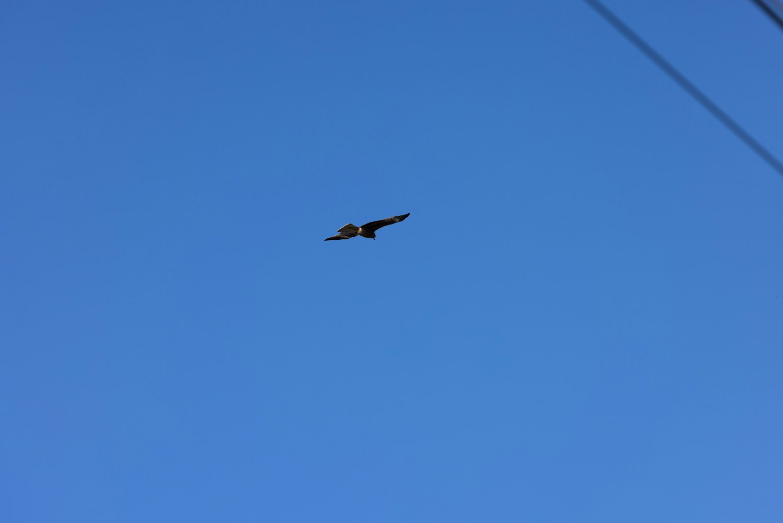 Silhouette eines Vogels, der gegen einen blauen Himmel fliegt