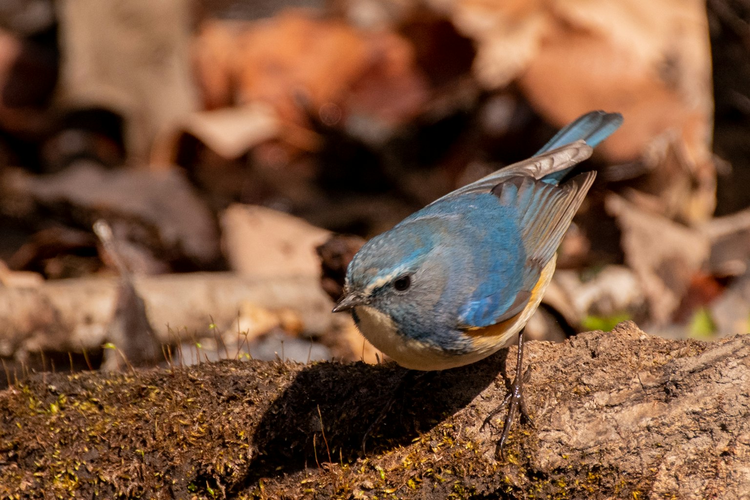 Un pájaro azul parado en el suelo rodeado de hojas caídas