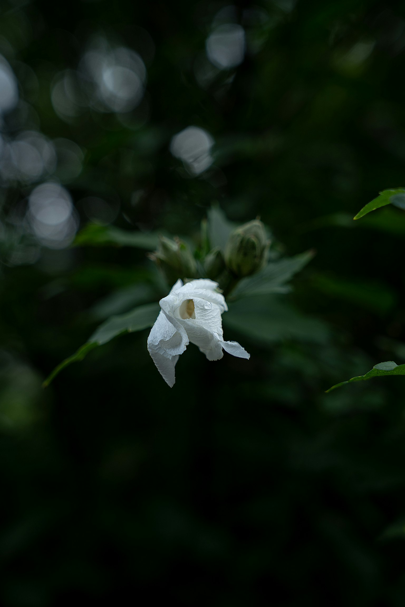 Gros plan d'une fleur blanche sur fond sombre