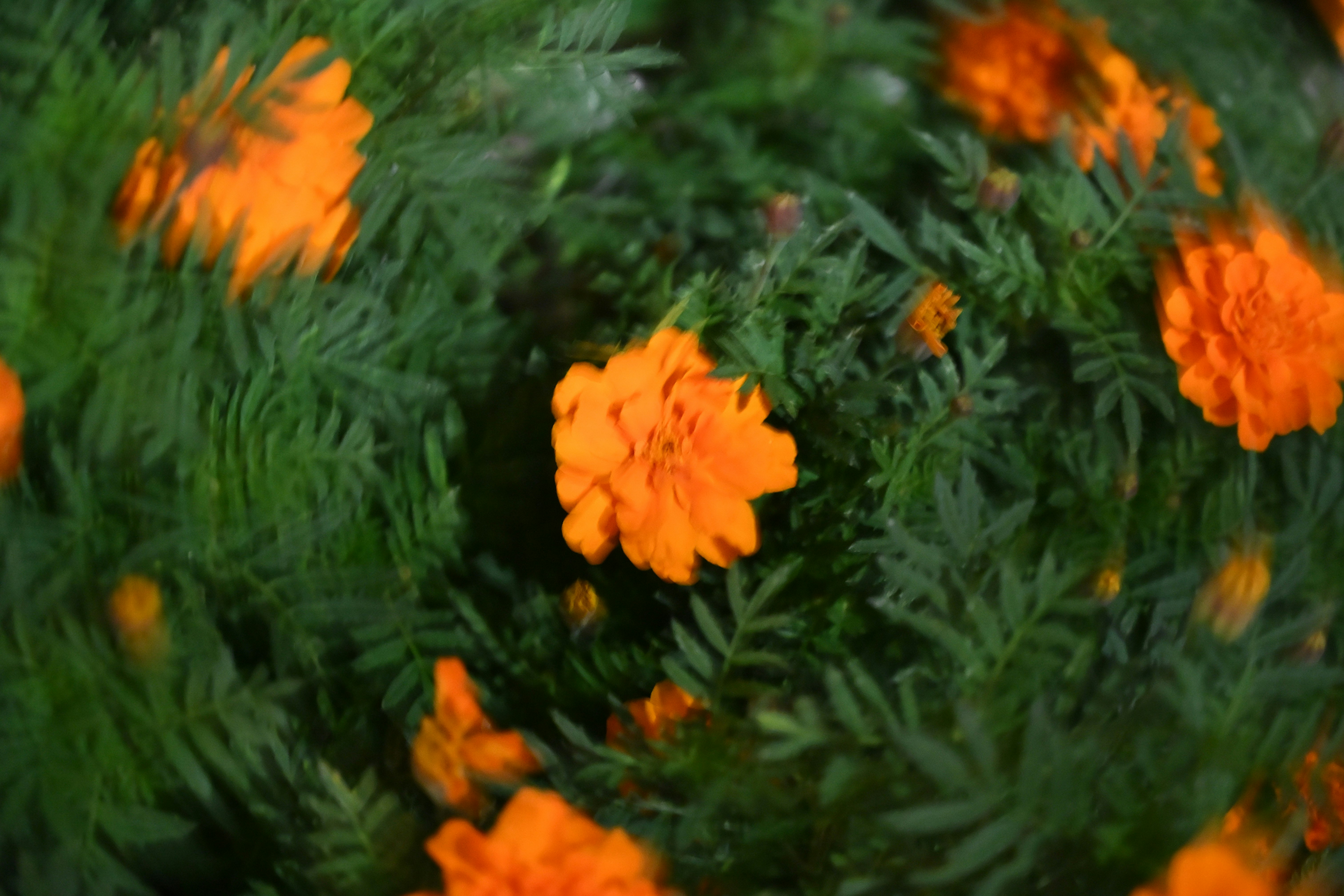 オレンジの花が咲く緑の花壇