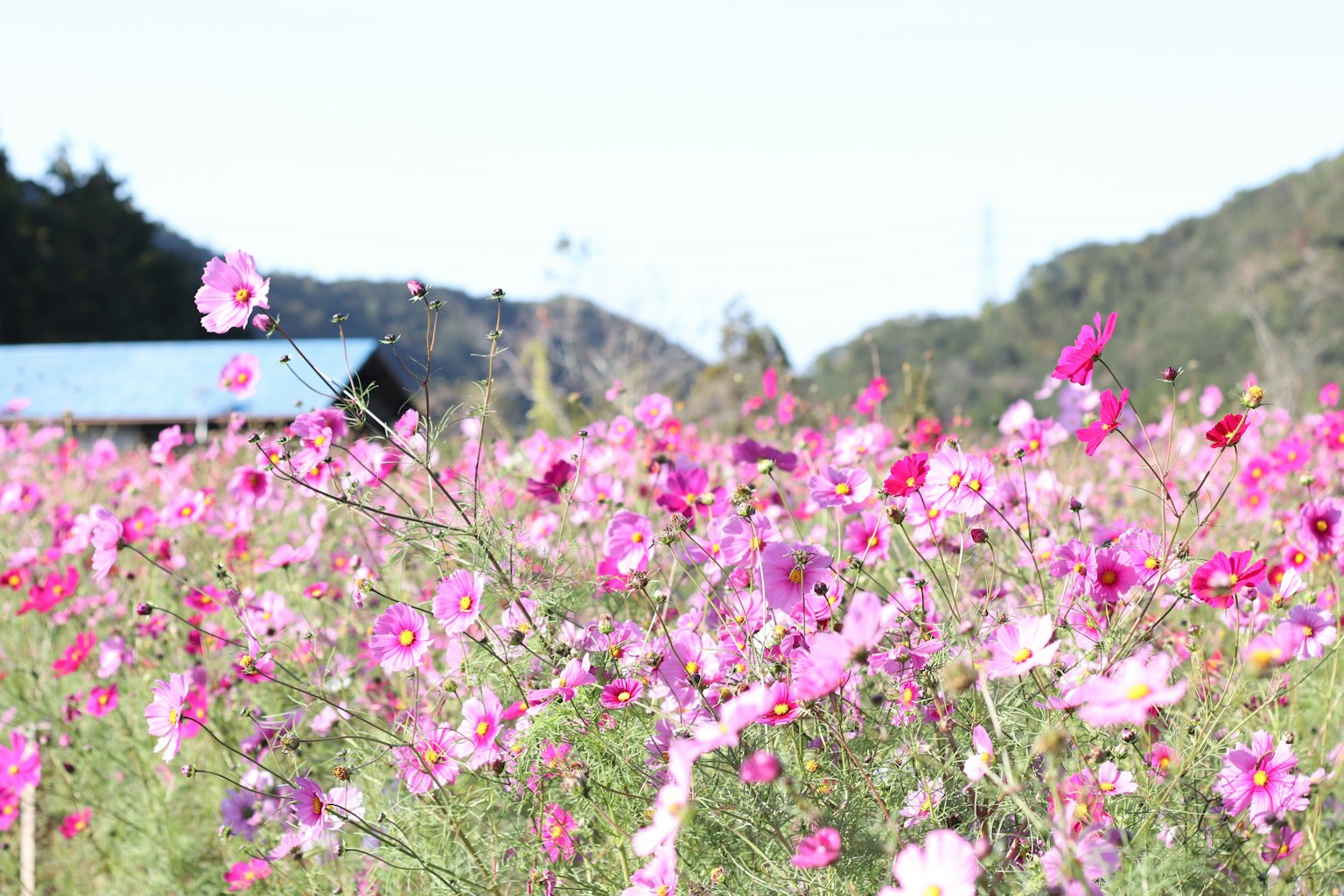 Champ étendu de fleurs cosmos roses avec un abri à toit bleu