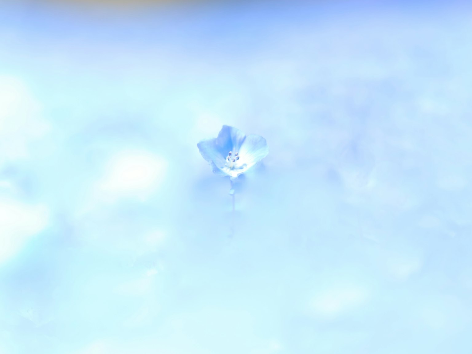 Bunga biru mengambang di awan lembut