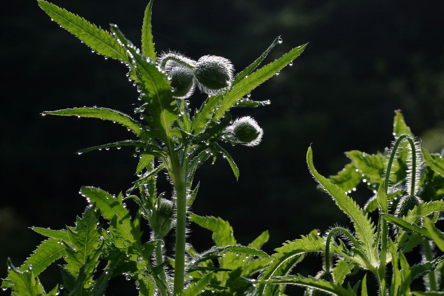 Immagine di fusti e foglie di pianta verde con gocce d'acqua