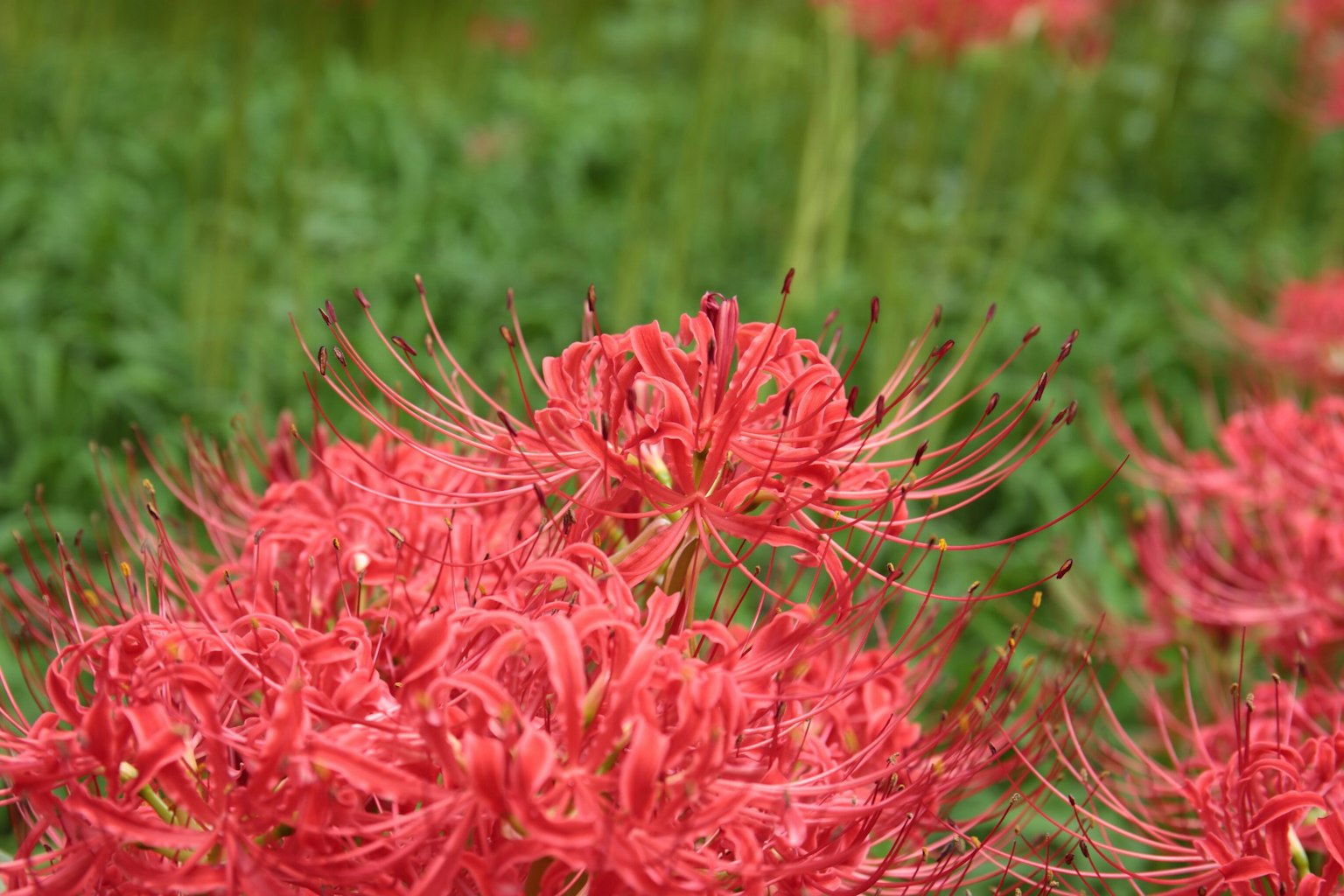 Haufen von leuchtend roten Spinnenlilien in einem grünen Feld