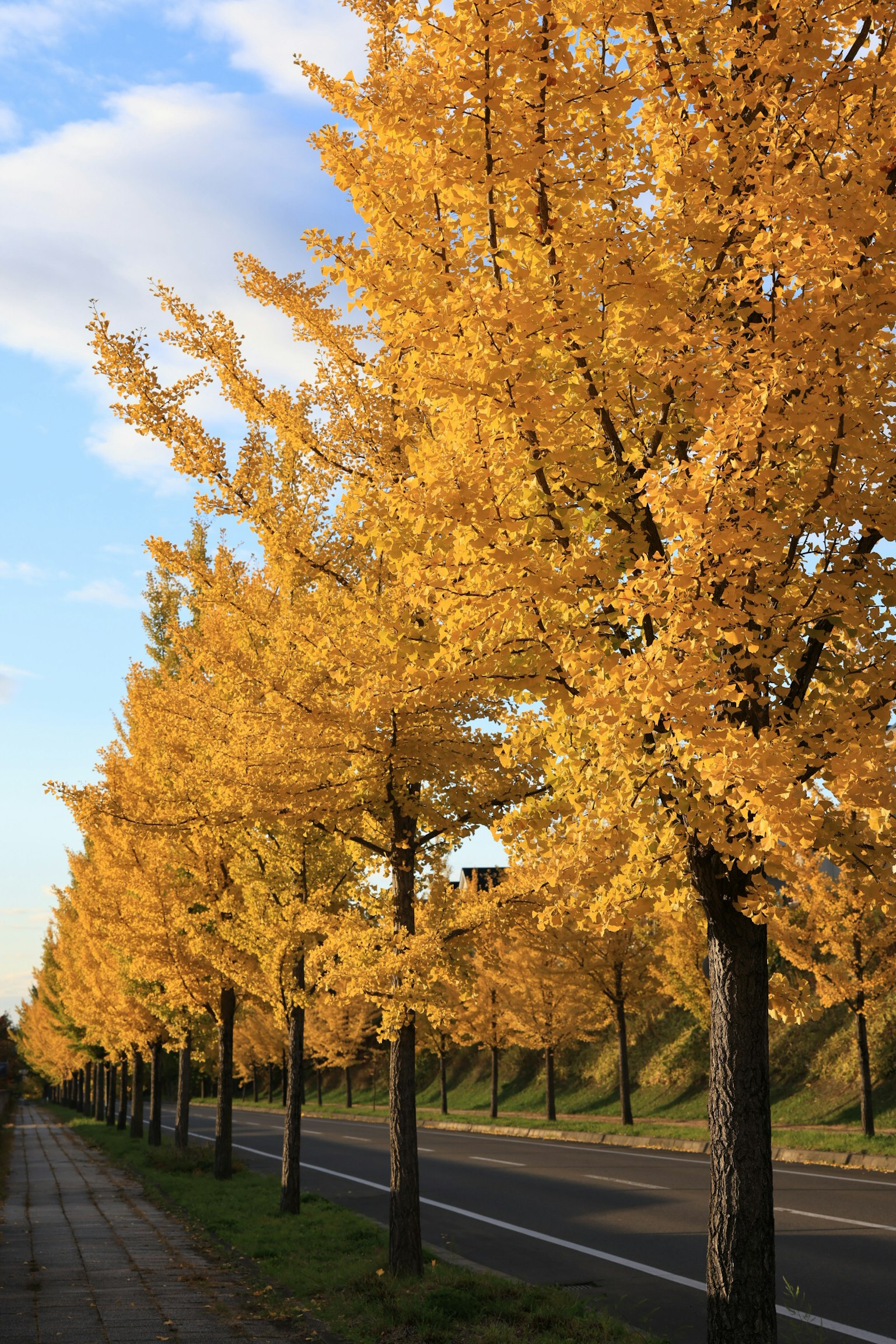 黄色いイチョウの木が並ぶ道路の風景