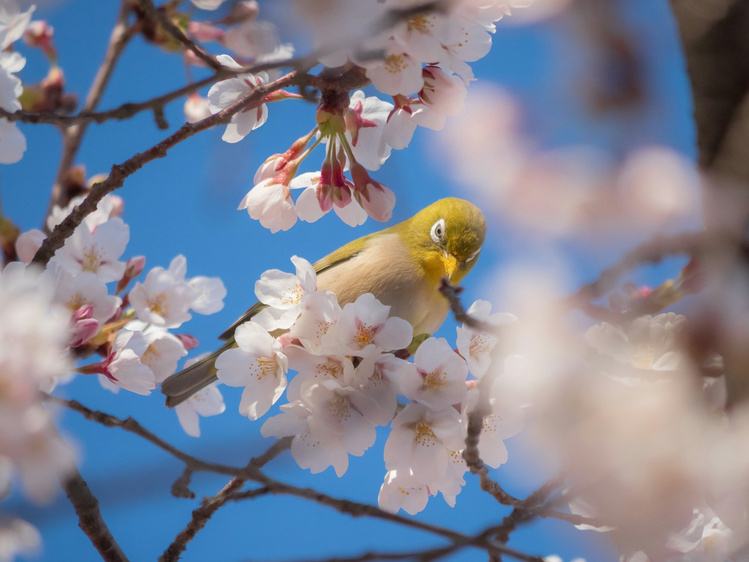Uccello giallo tra i fiori di ciliegio contro un cielo blu