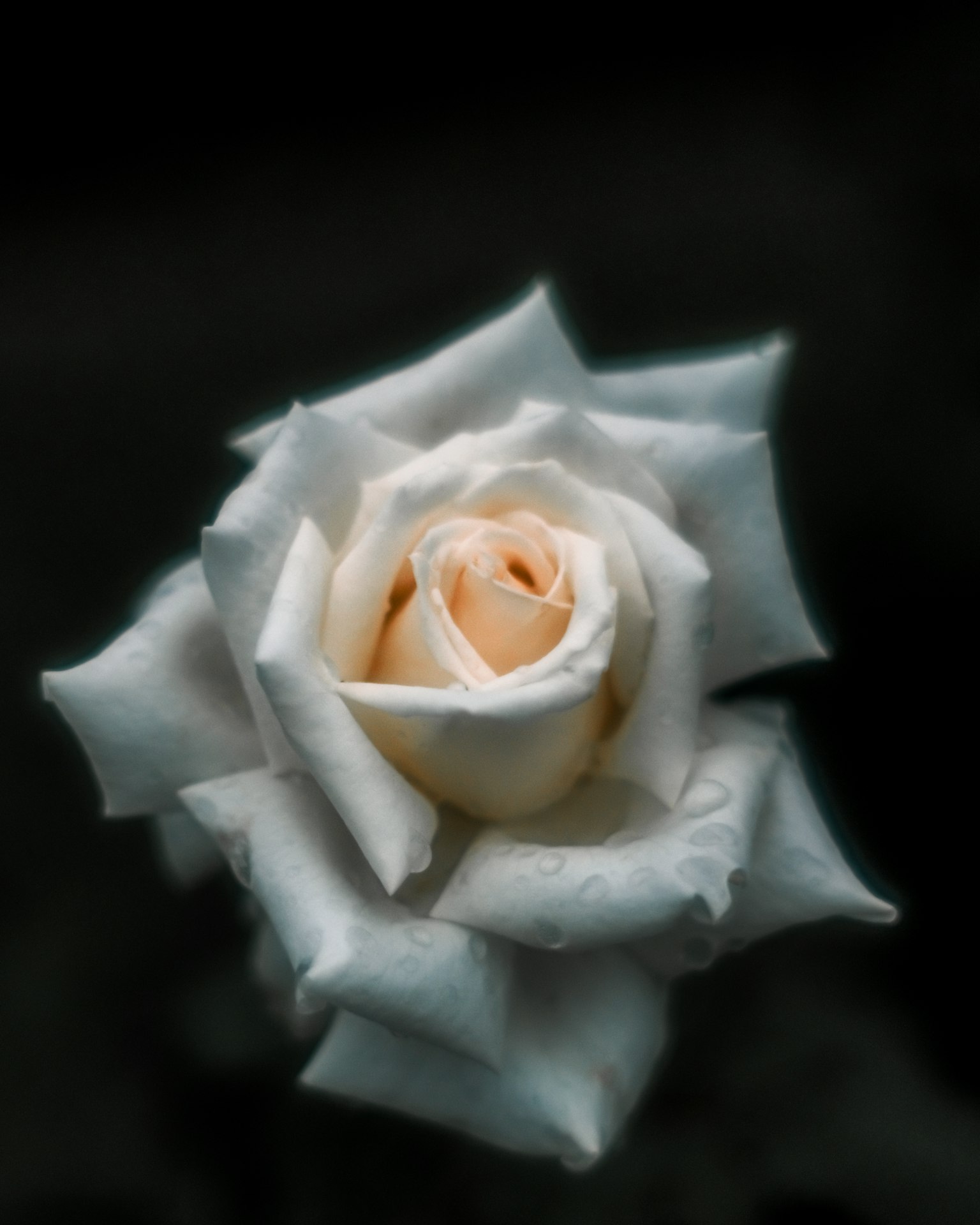 부드럽고 겹쳐진 흰 장미 꽃잎과 중앙에 주황색 봉오리가 있는 모습