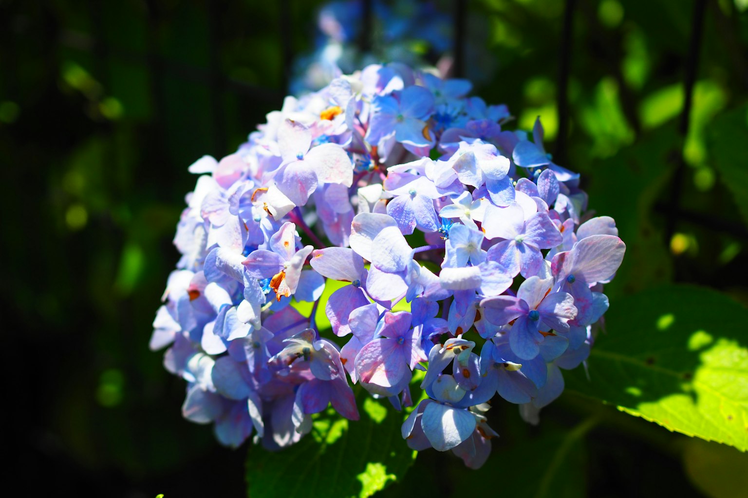Primo piano di un fiore di ortensia blu-viola circondato da foglie verdi