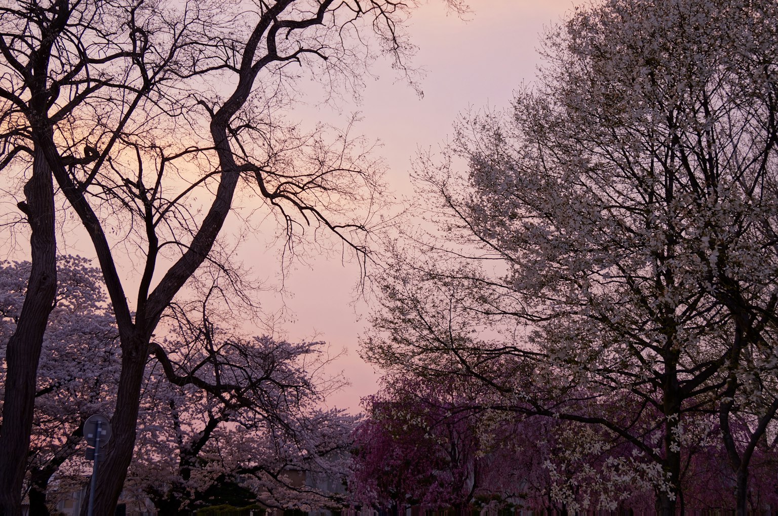 Silhouetted trees against a soft purple sky at dusk