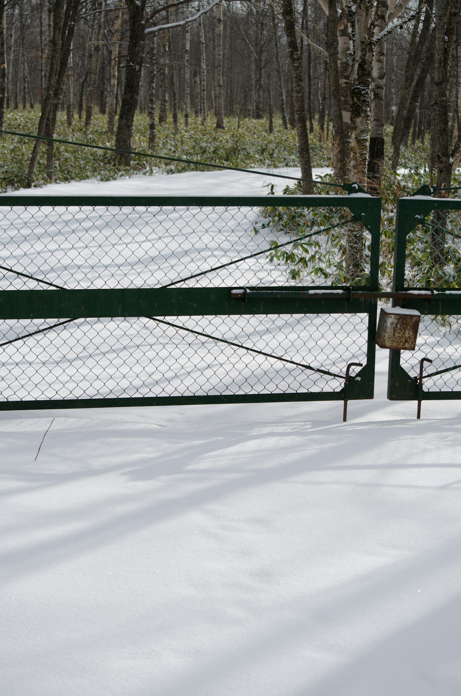 Porte verte menant à un chemin enneigé entouré d'arbres