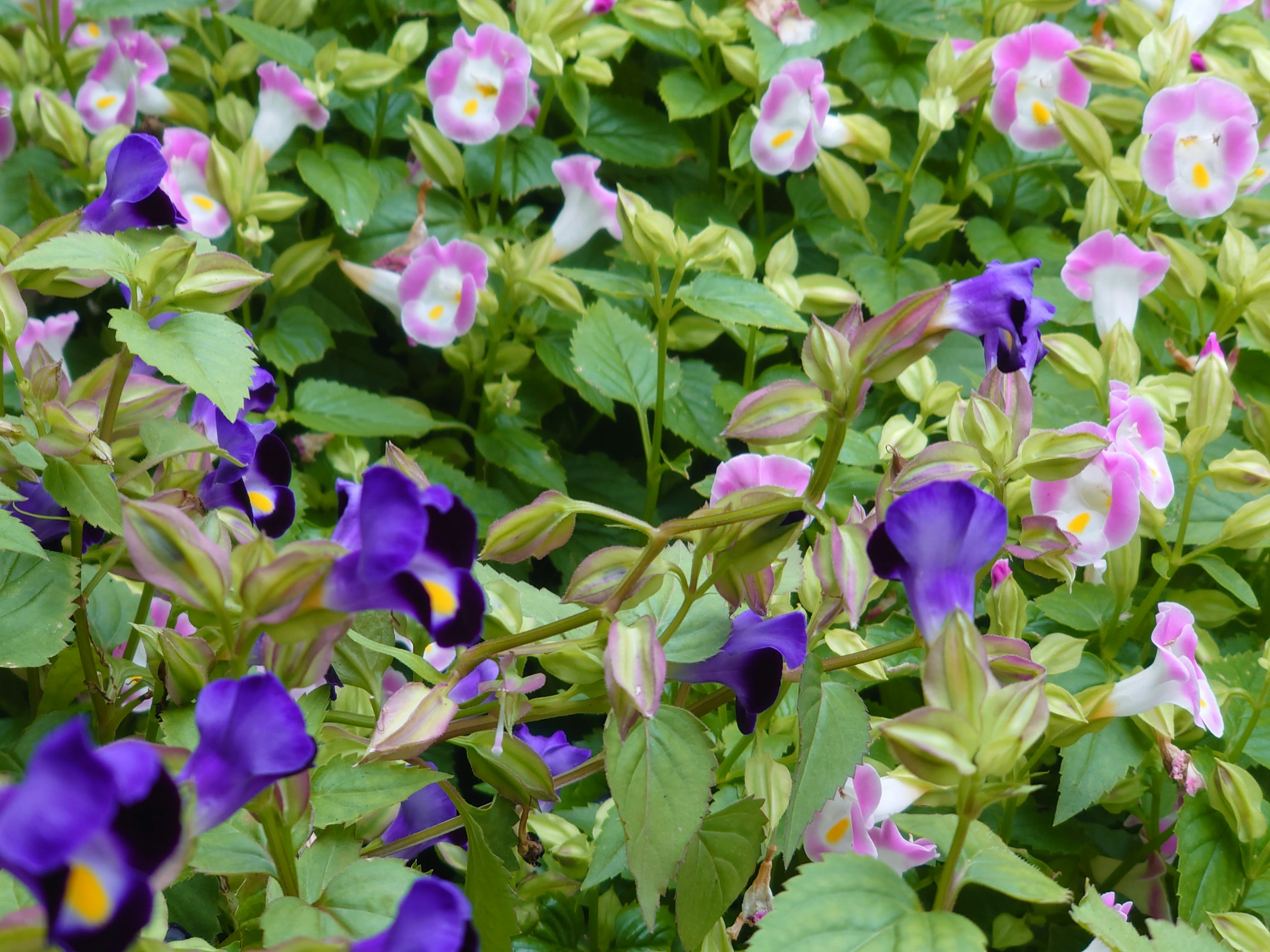 Blumenbeet mit Hanaurikusa- und Torenia-Blüten