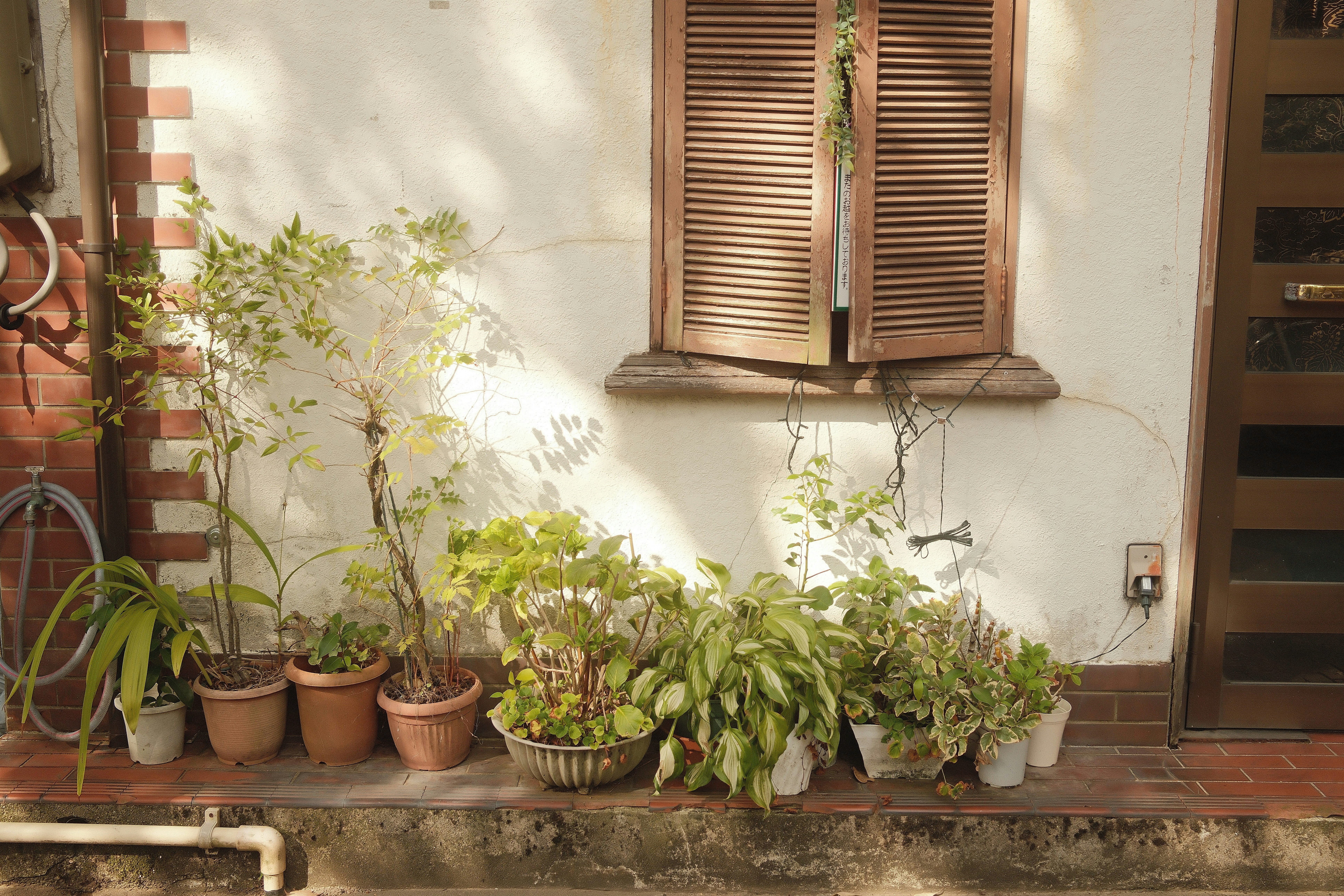 piante in vaso illuminate dal sole in un cortile di caffè