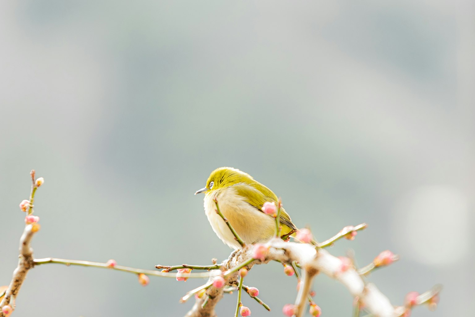 Ein kleiner grüner Vogel sitzt auf einem Kirschbaumzweig