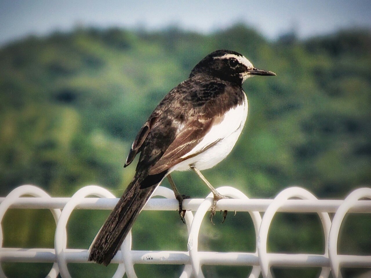 フェンスにとまるセキレイの野鳥