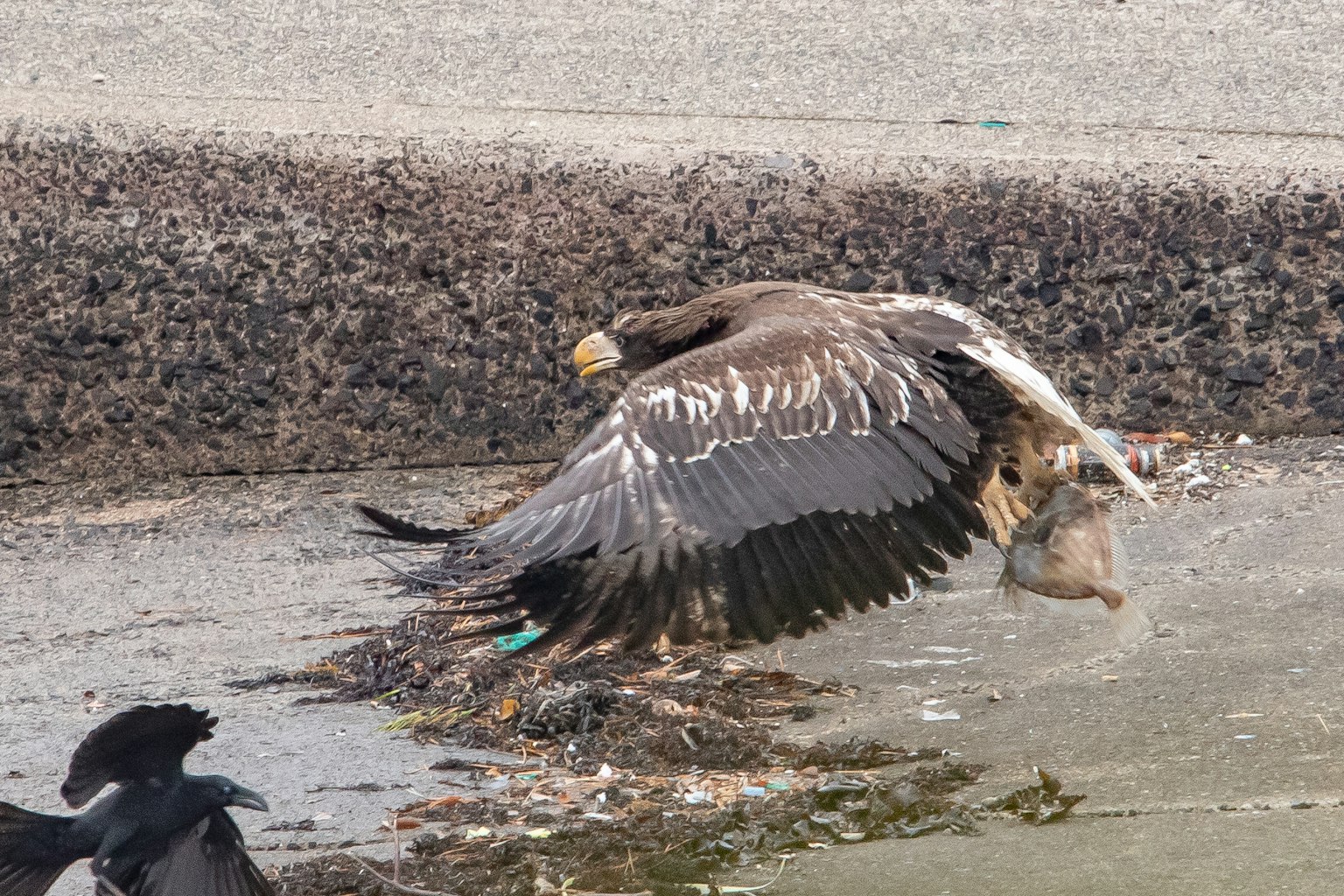Ein Steinadler, der mit Beute am Wasser abhebt