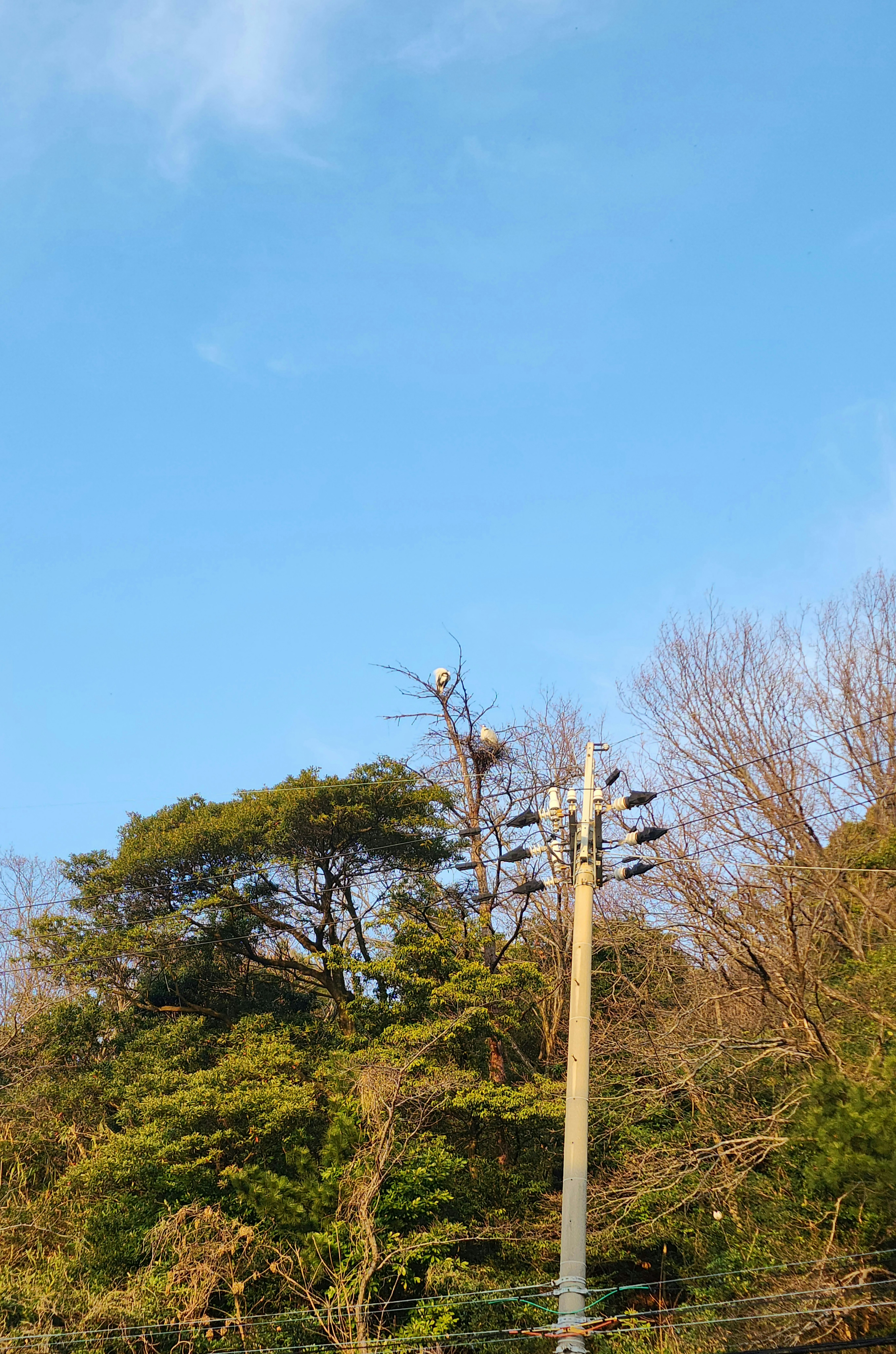 夕暮れの丘の上に広がる木々と青空