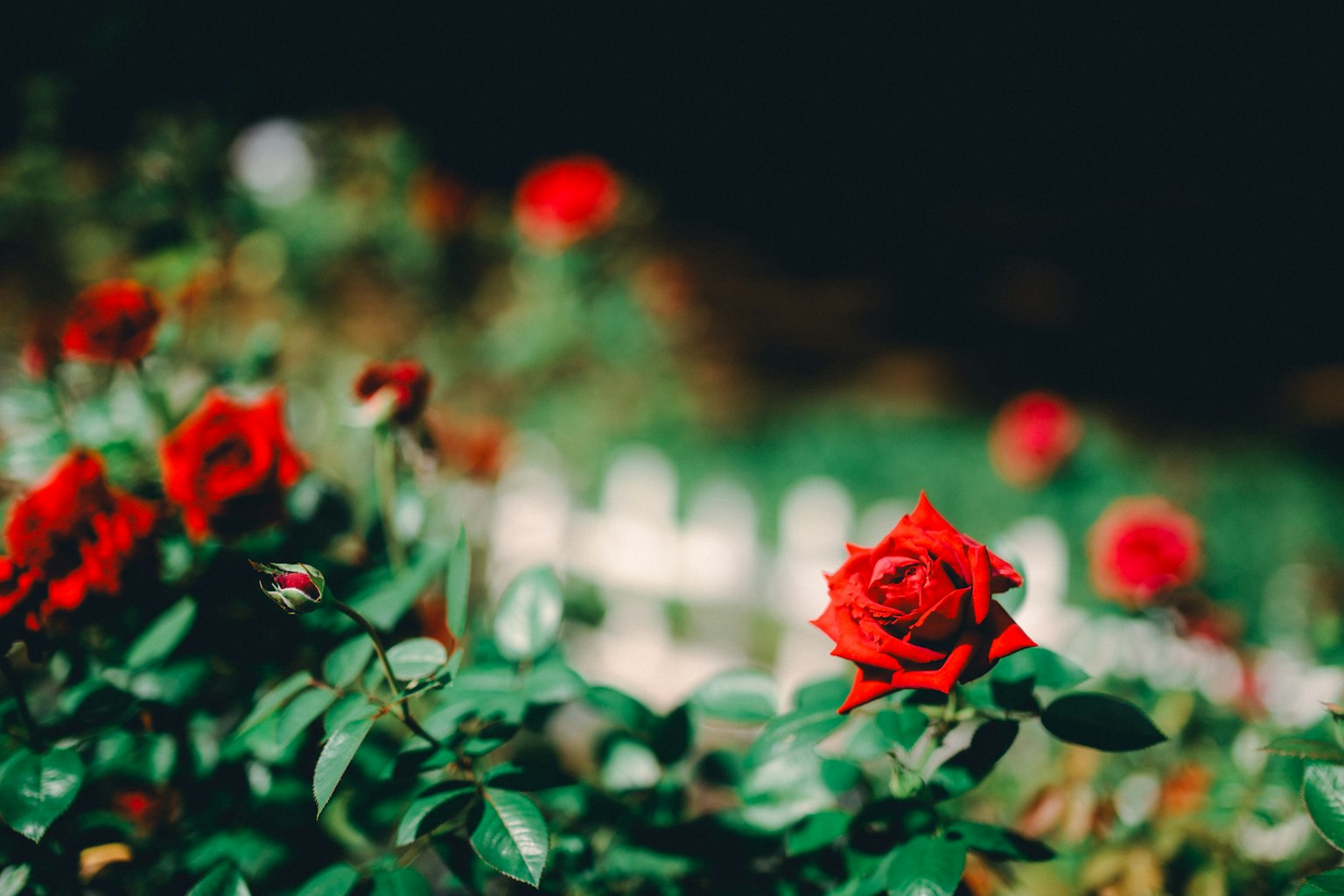 Une photo de roses rouges en fleurs dans un jardin