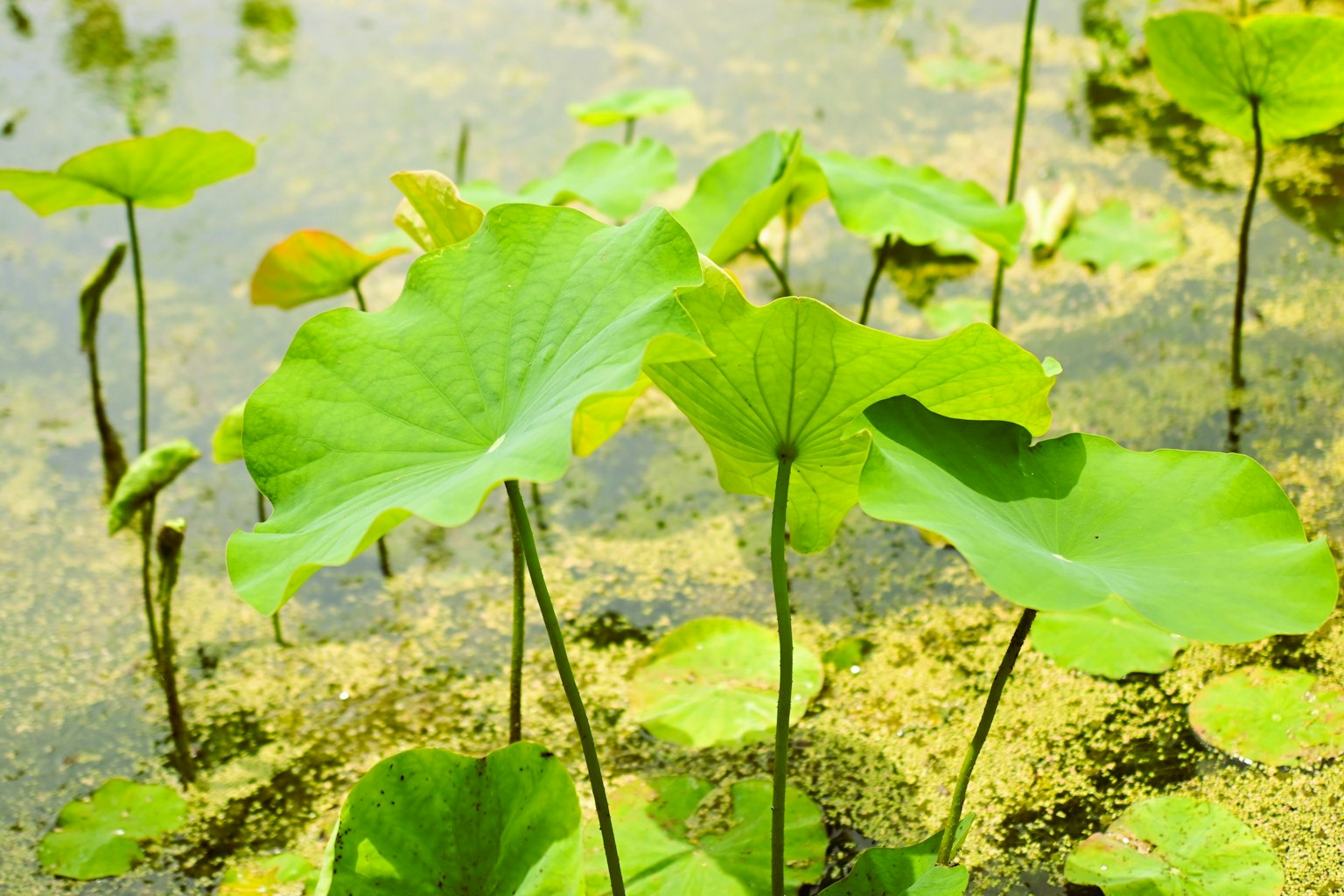 Feuilles de lotus vertes et tiges flottant à la surface de l'eau