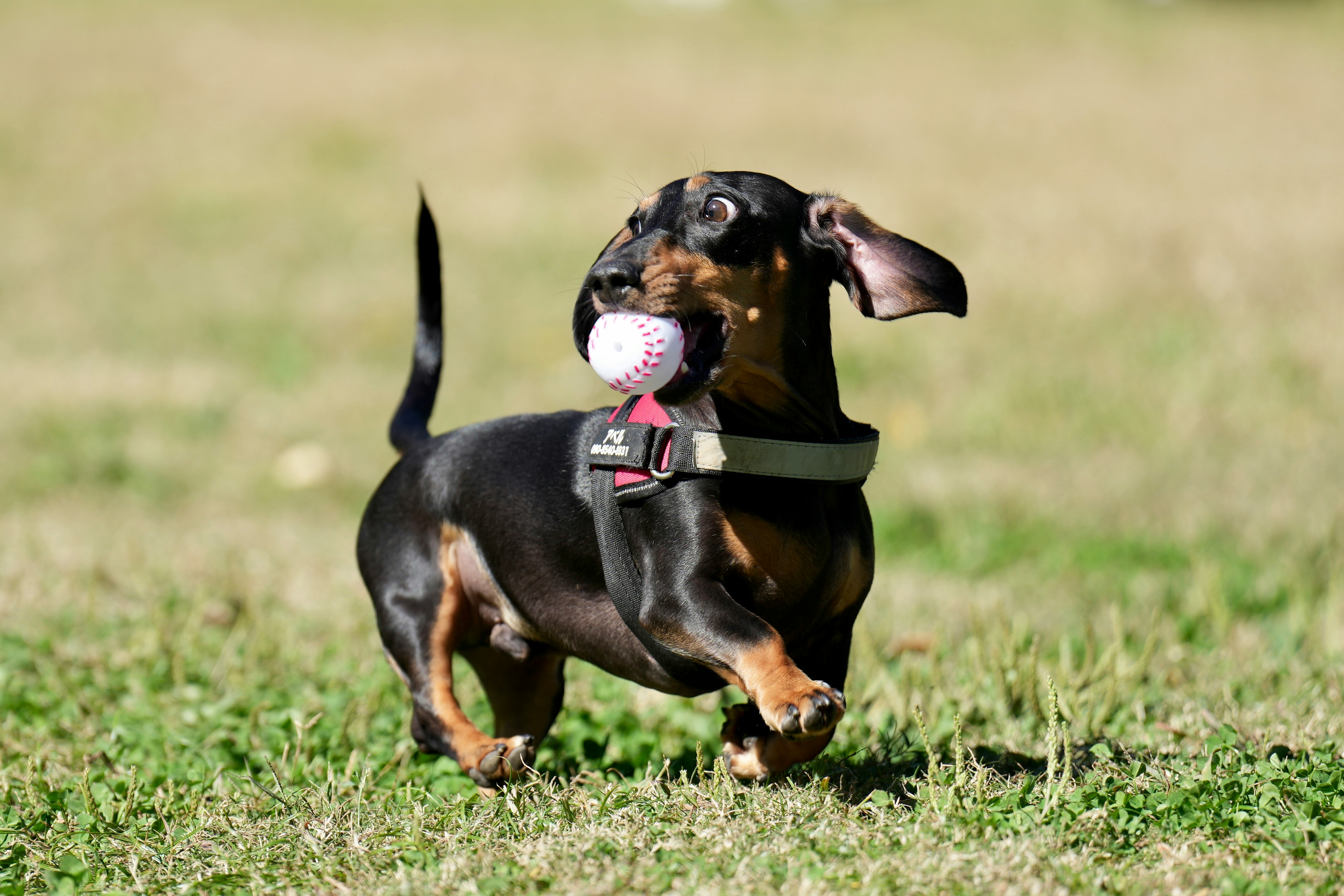 chien courant sur l’herbe en jouant avec une balle
