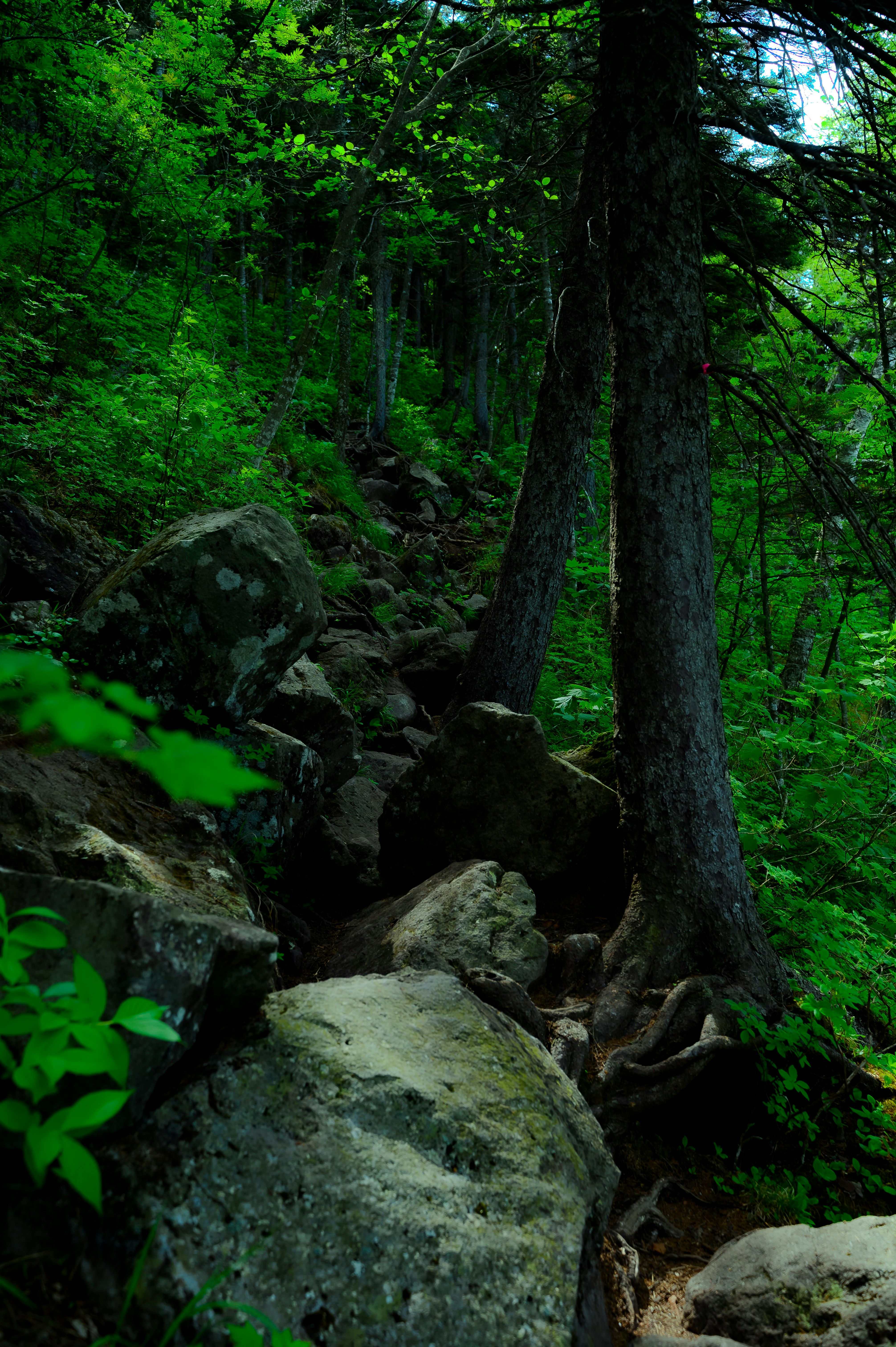 Sentiero in una foresta verdeggiante con rocce e alberi