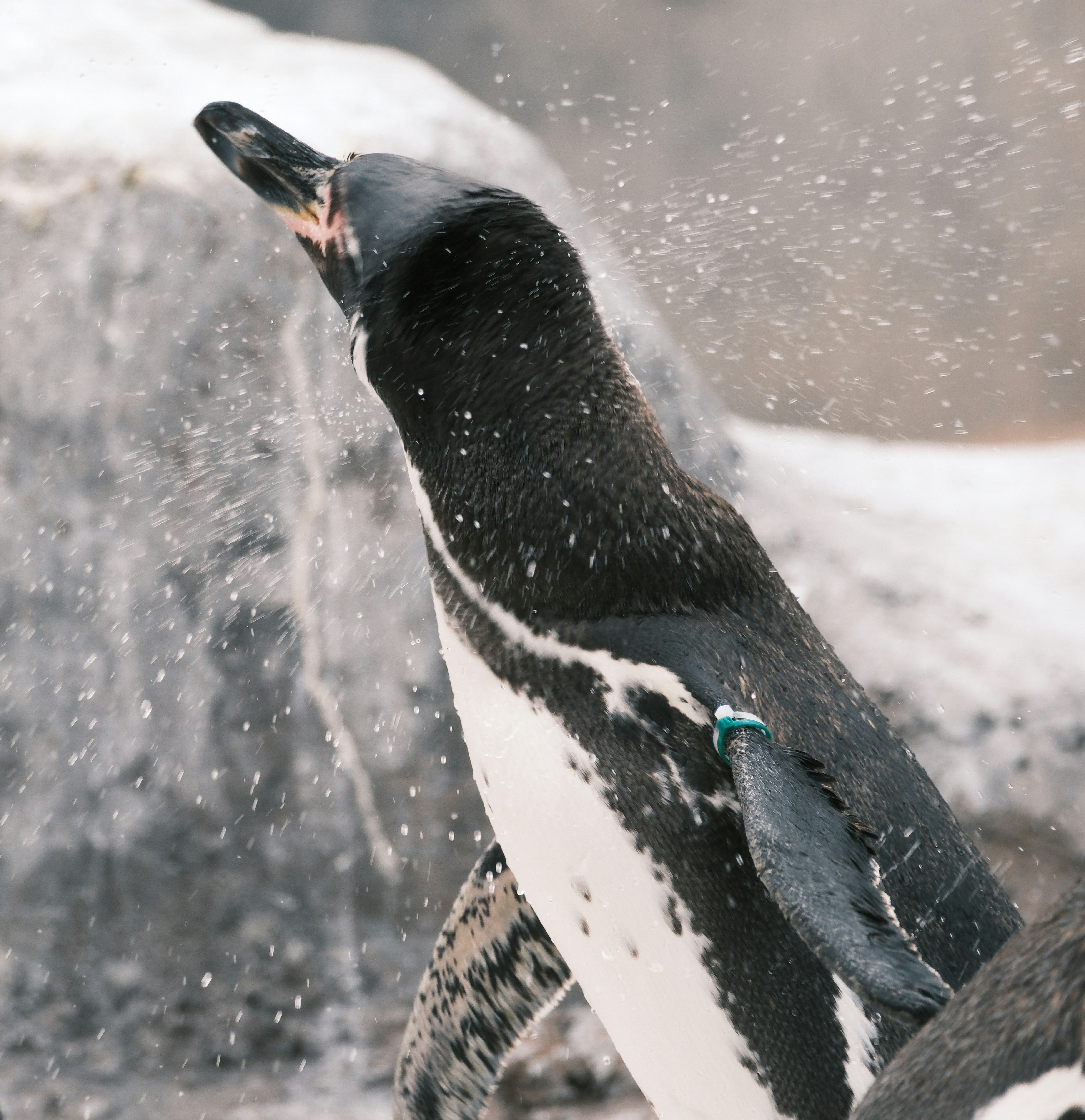 雪の中で水しぶきを上げるペンギン