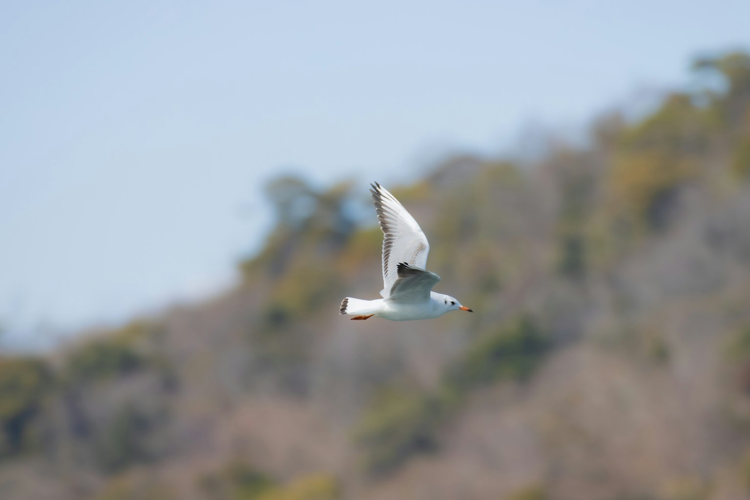 Ein weißer Vogel fliegt vor einem Hügel Hintergrund
