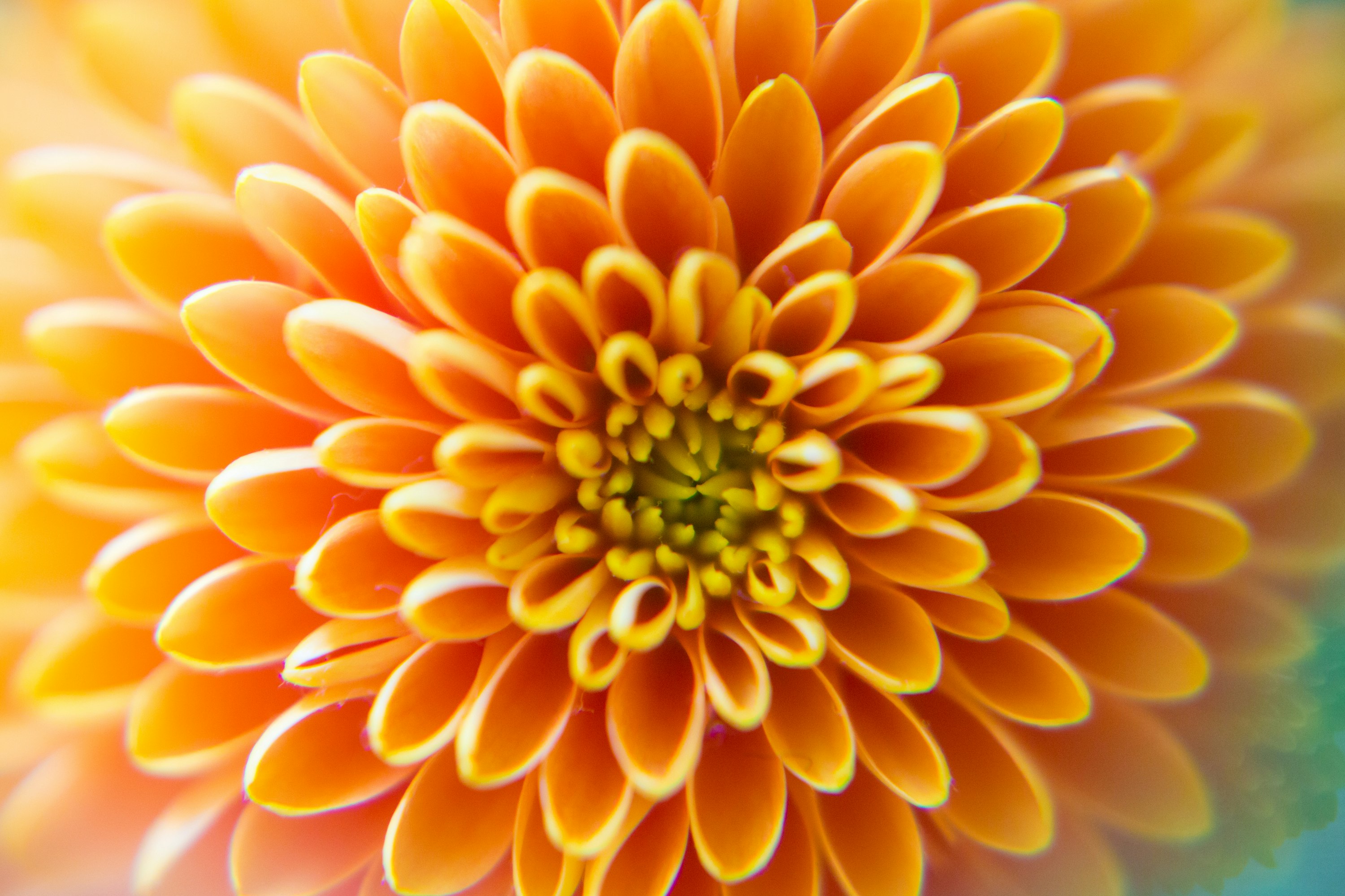 オレンジの花びらが密集したガーベラのアップ