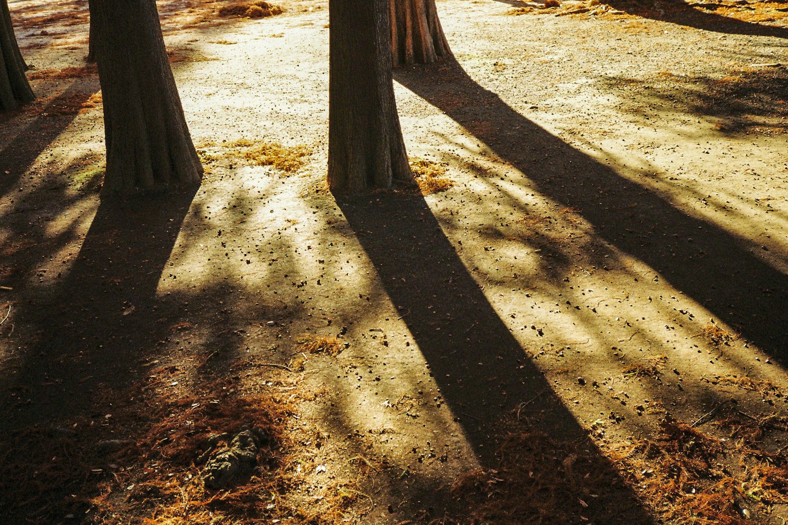 Landschaft mit Baumschatten auf dem Boden