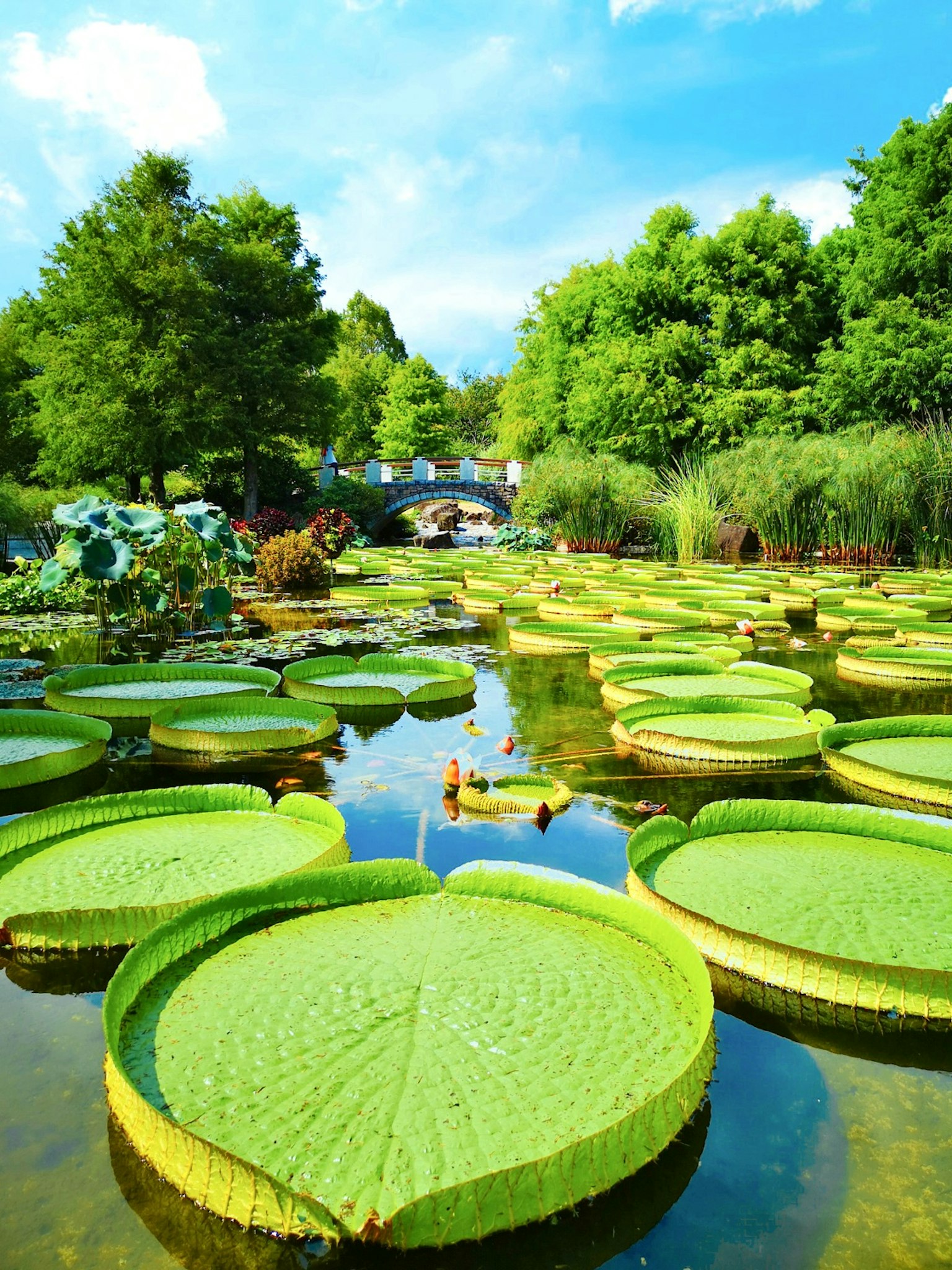 Grandes feuilles de nénuphar flottant sur un étang paisible avec une végétation luxuriante