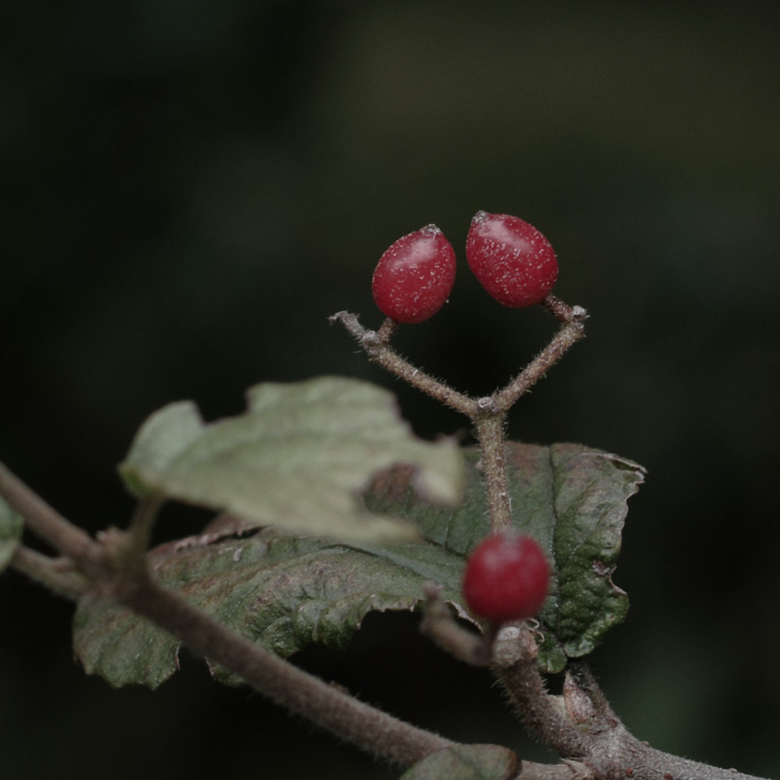 一根植物的枝条上有红色浆果，背景昏暗