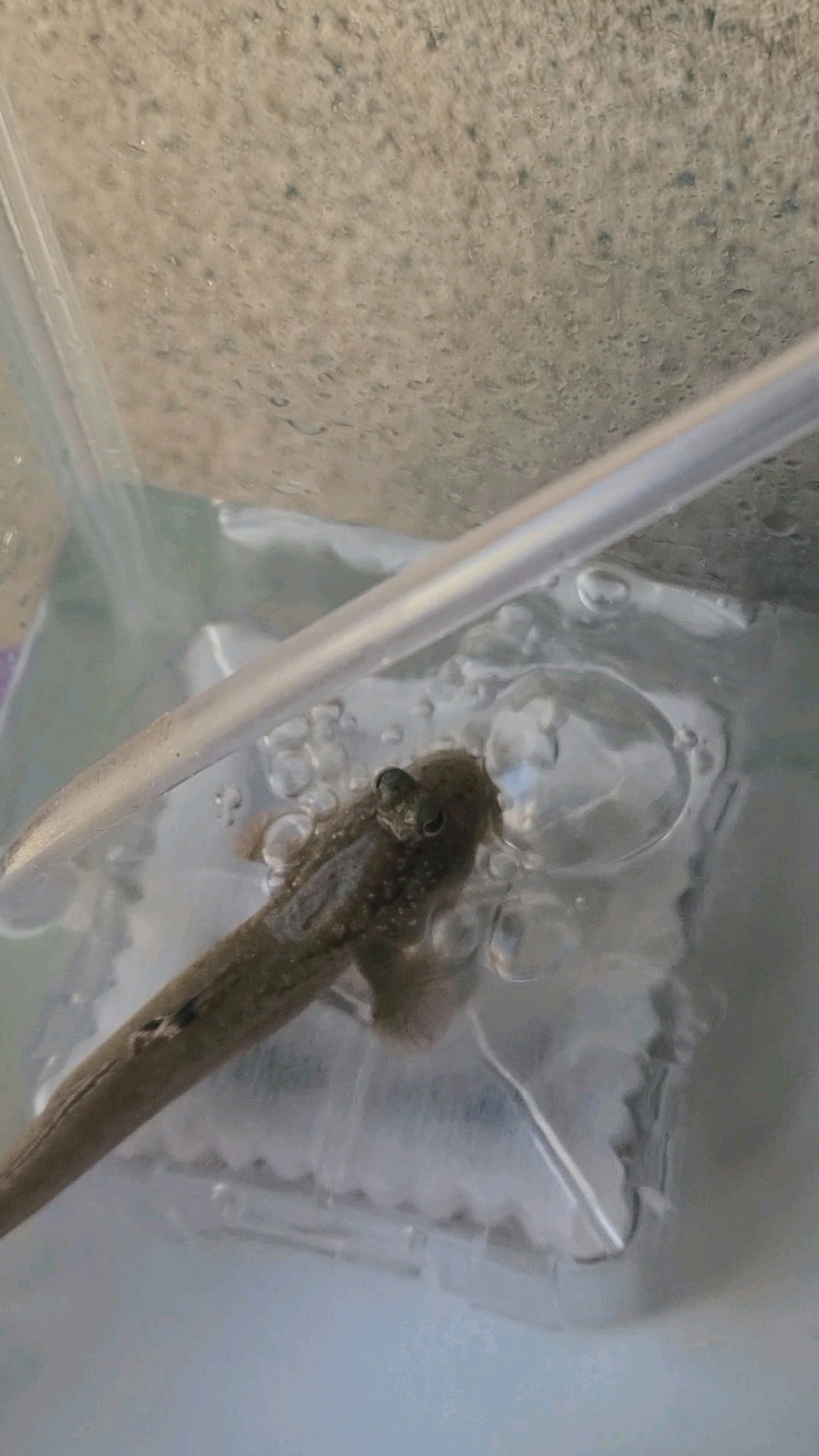 Pequeño animal en un tanque transparente con flujo de agua