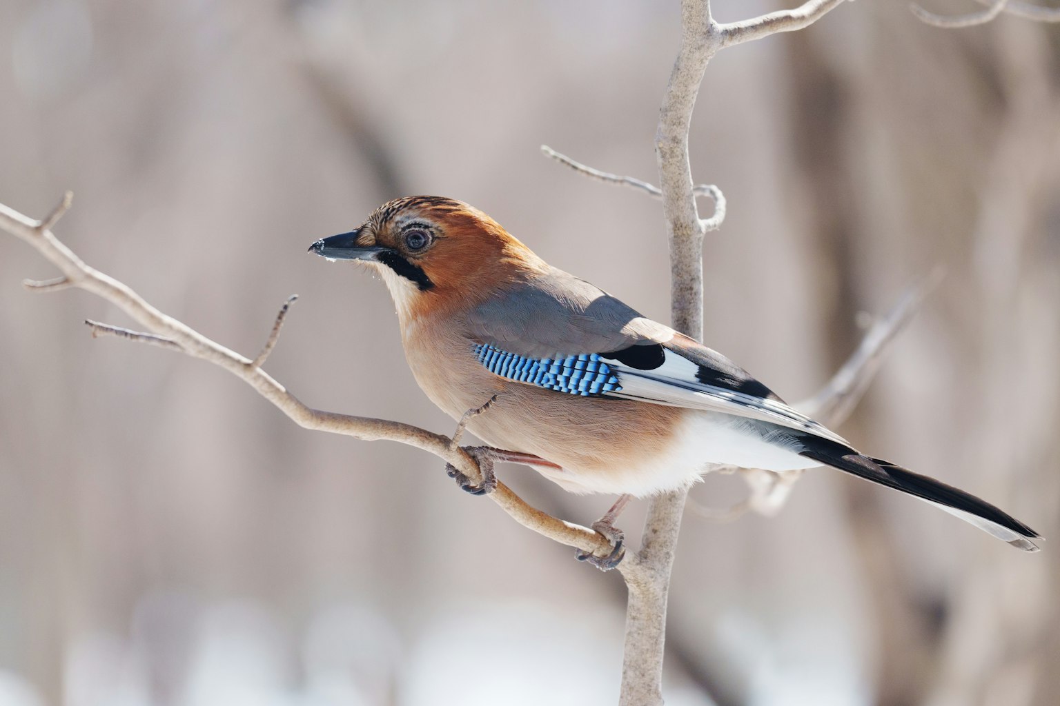 Arrendajo euroasiático posado en una rama con plumas azules