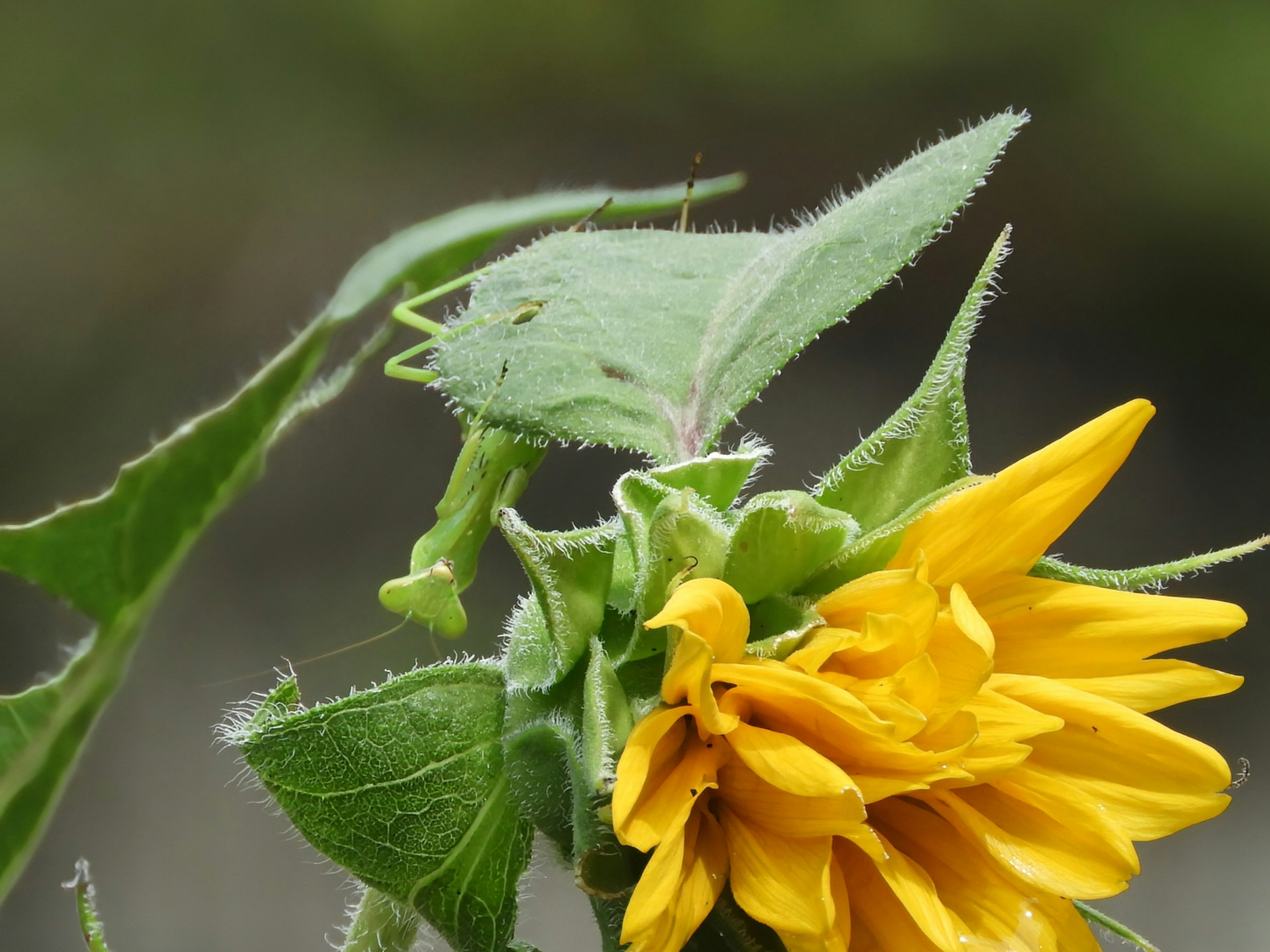 カマキリと黄色い花が並ぶ昆虫のクローズアップ