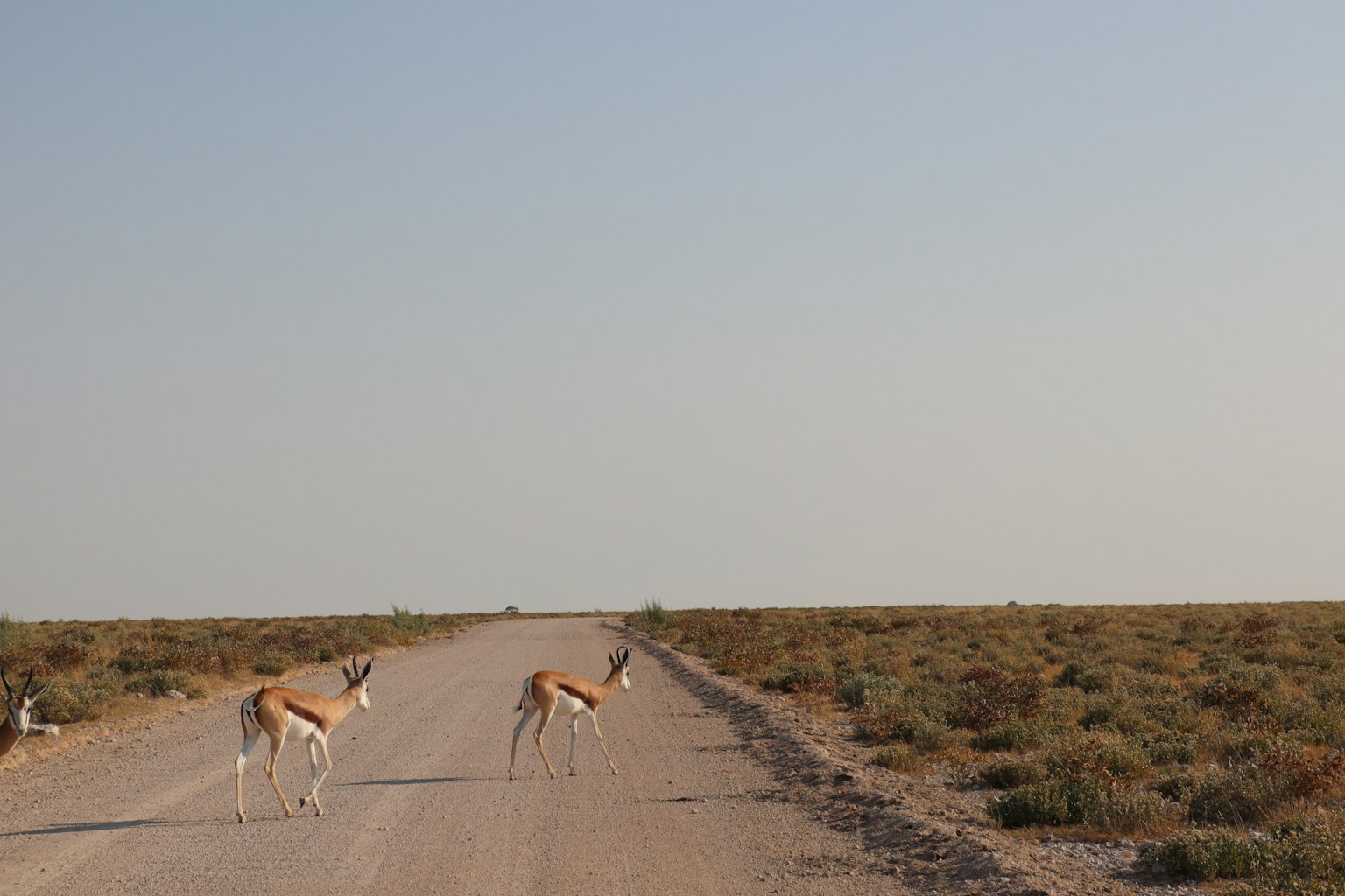 Two gazelles crossing a dirt road in a dry landscape