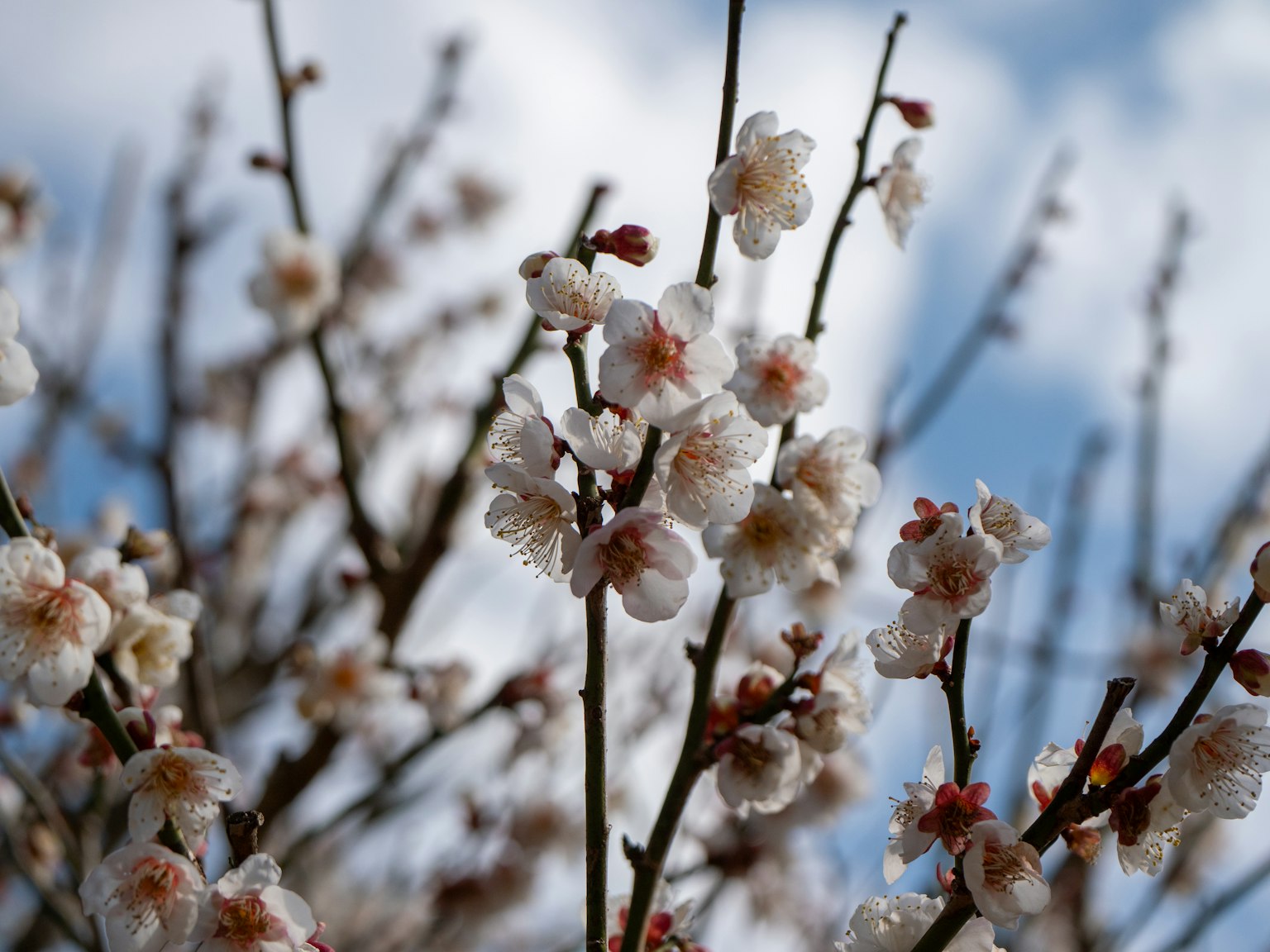 Rami di un albero di prugne con fiori bianchi contro un cielo blu
