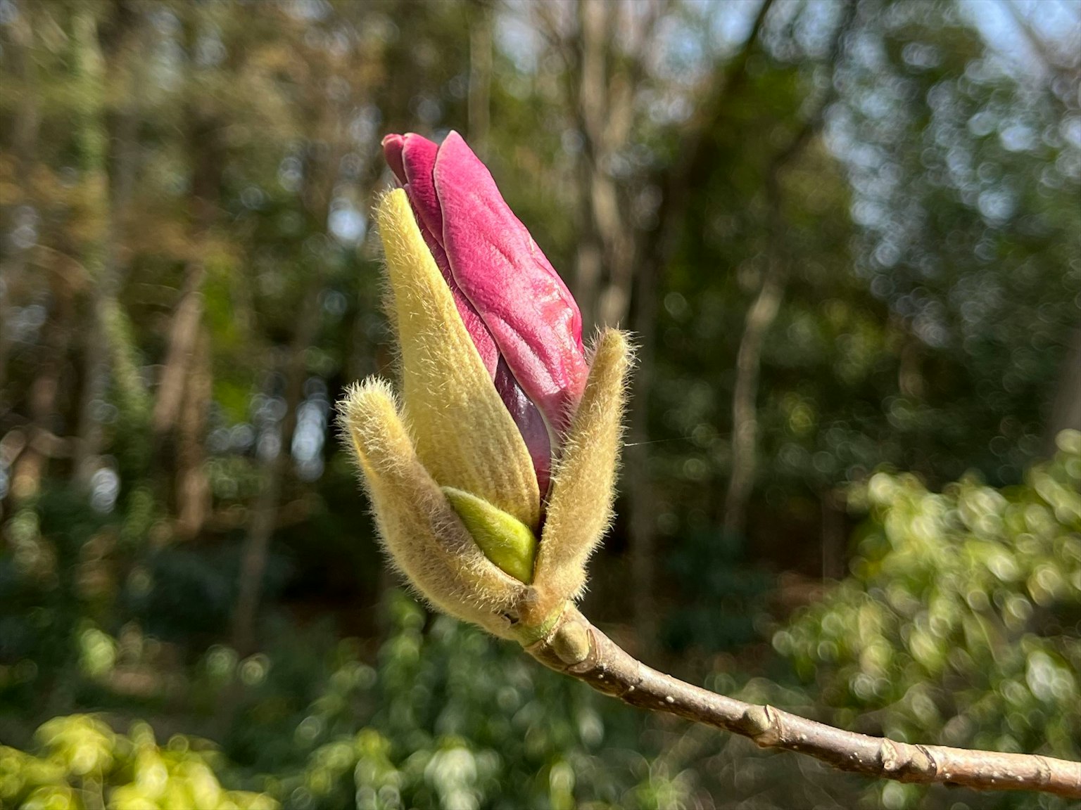 つぼみのピンクの花がついた枝が緑の背景に映える