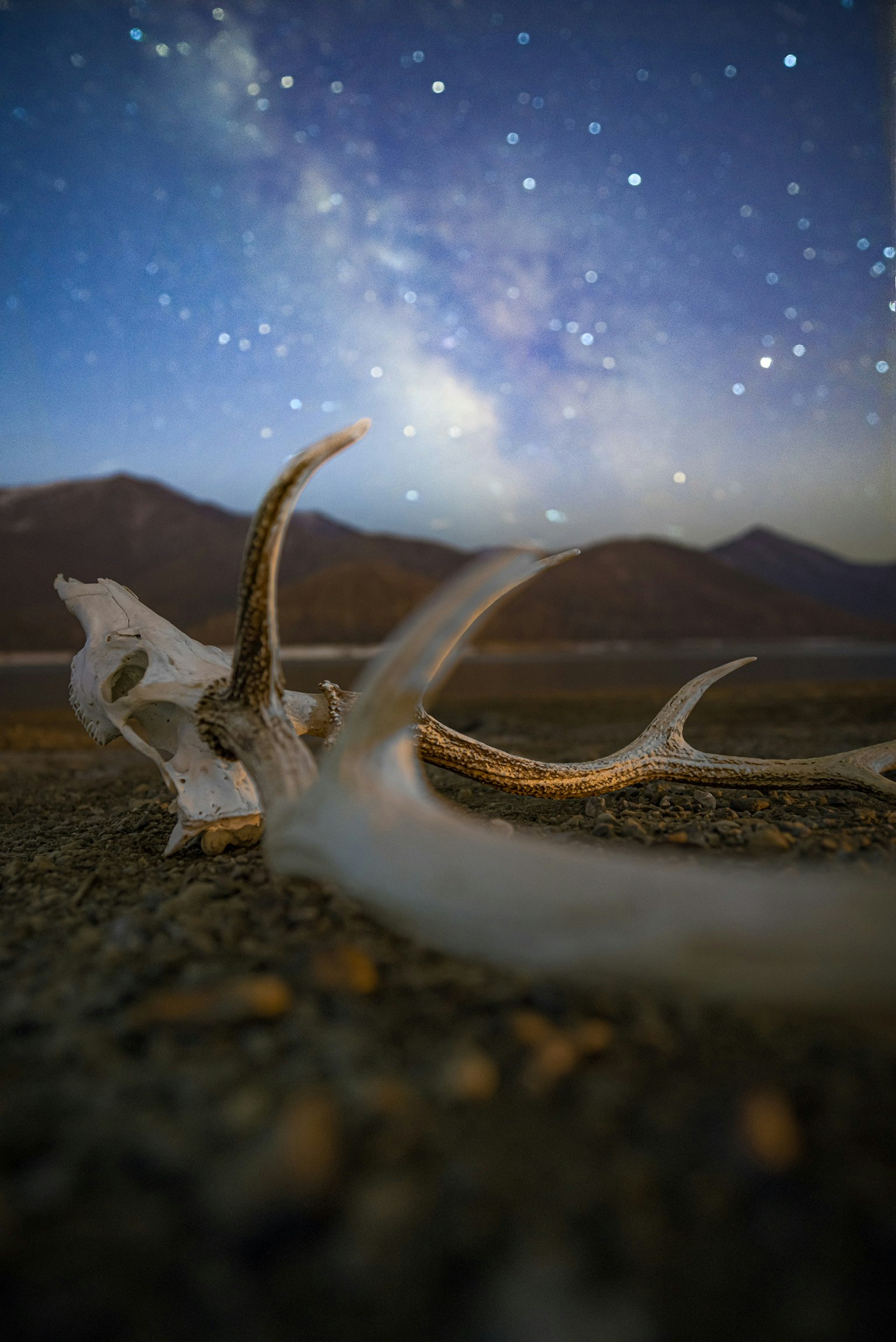 Fragmento de hueso de animal bajo un cielo estrellado con montañas de fondo