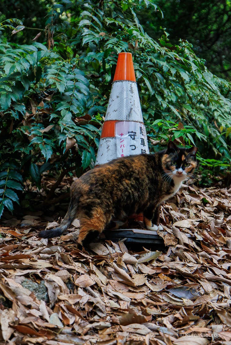 落ち葉の上に立つ子猫とコーン