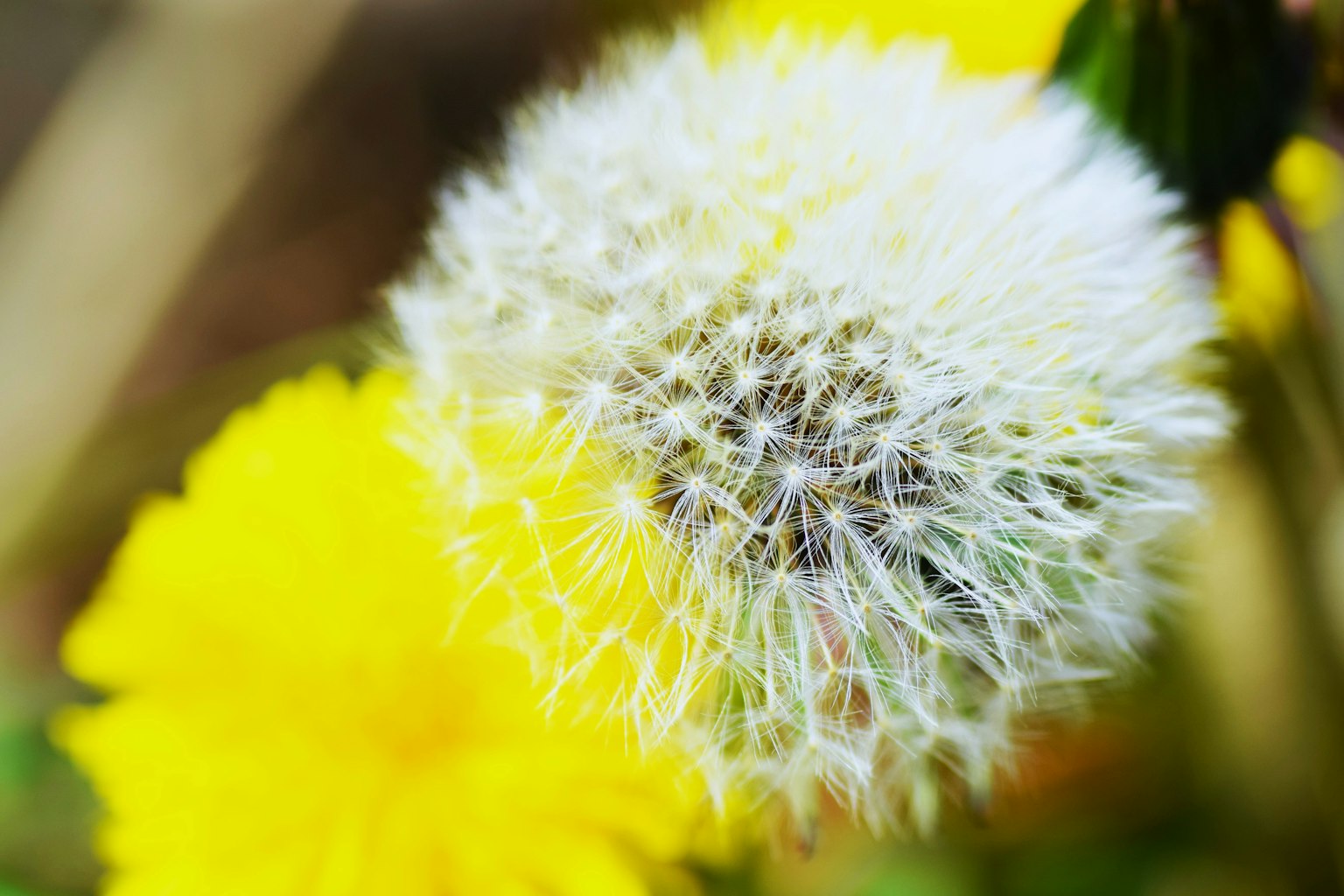 Primo piano di un seme di dente di leone bianco con fiori gialli sullo sfondo
