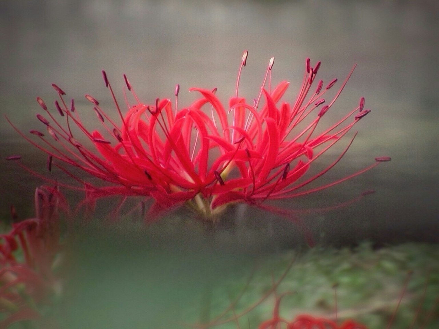 Lebenskräftige rote Spinnenblume blüht mit zarten Blütenblättern