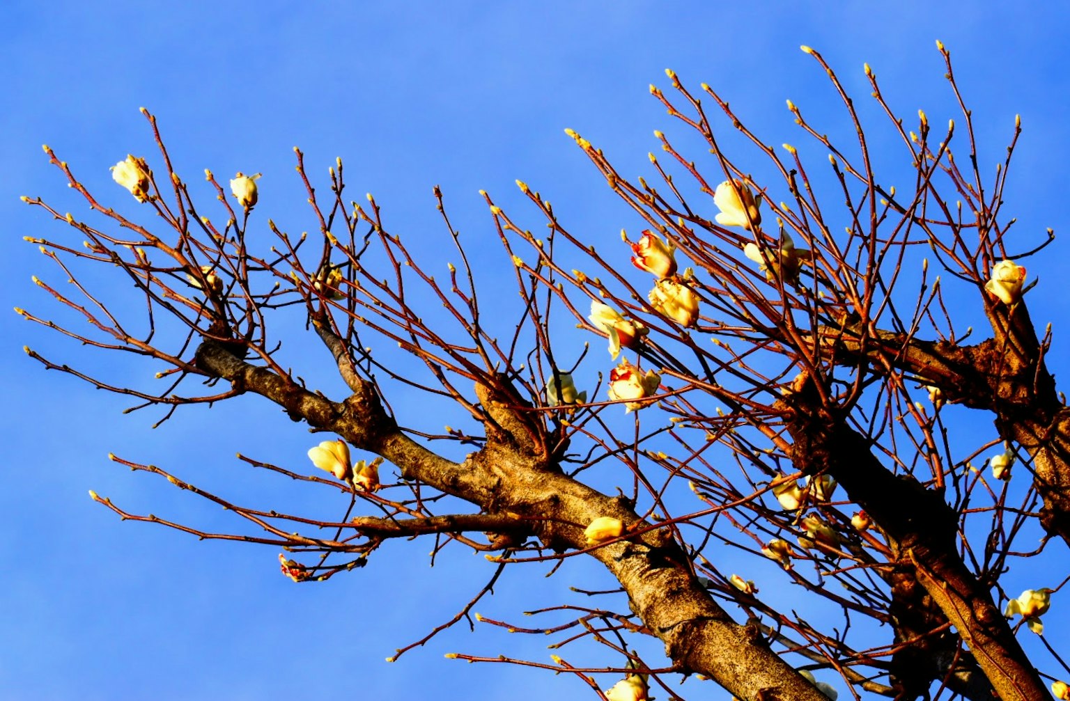Ramas con flores blancas contra un cielo azul