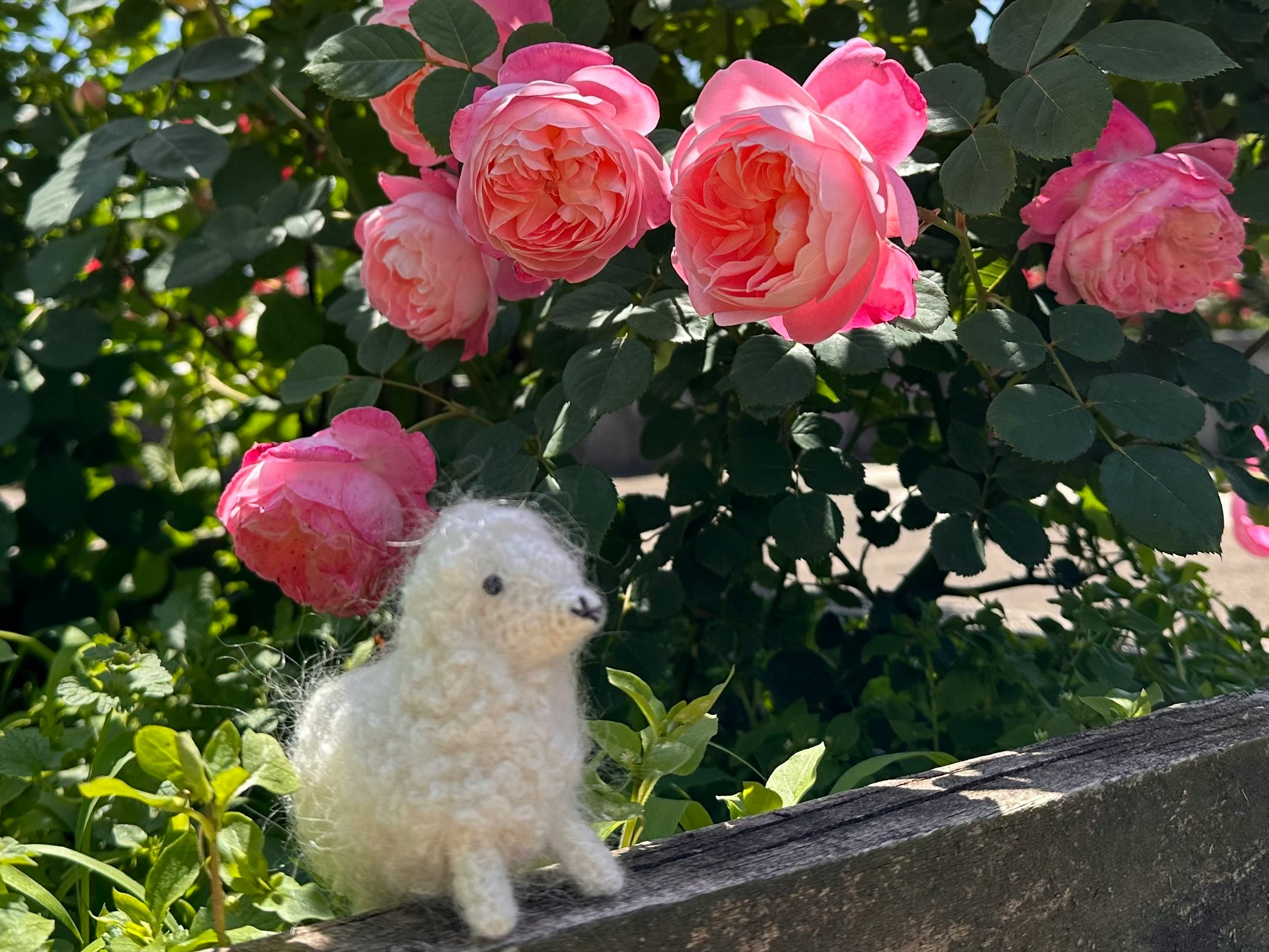 バラの花とぬいぐるみが並ぶ庭先の風景