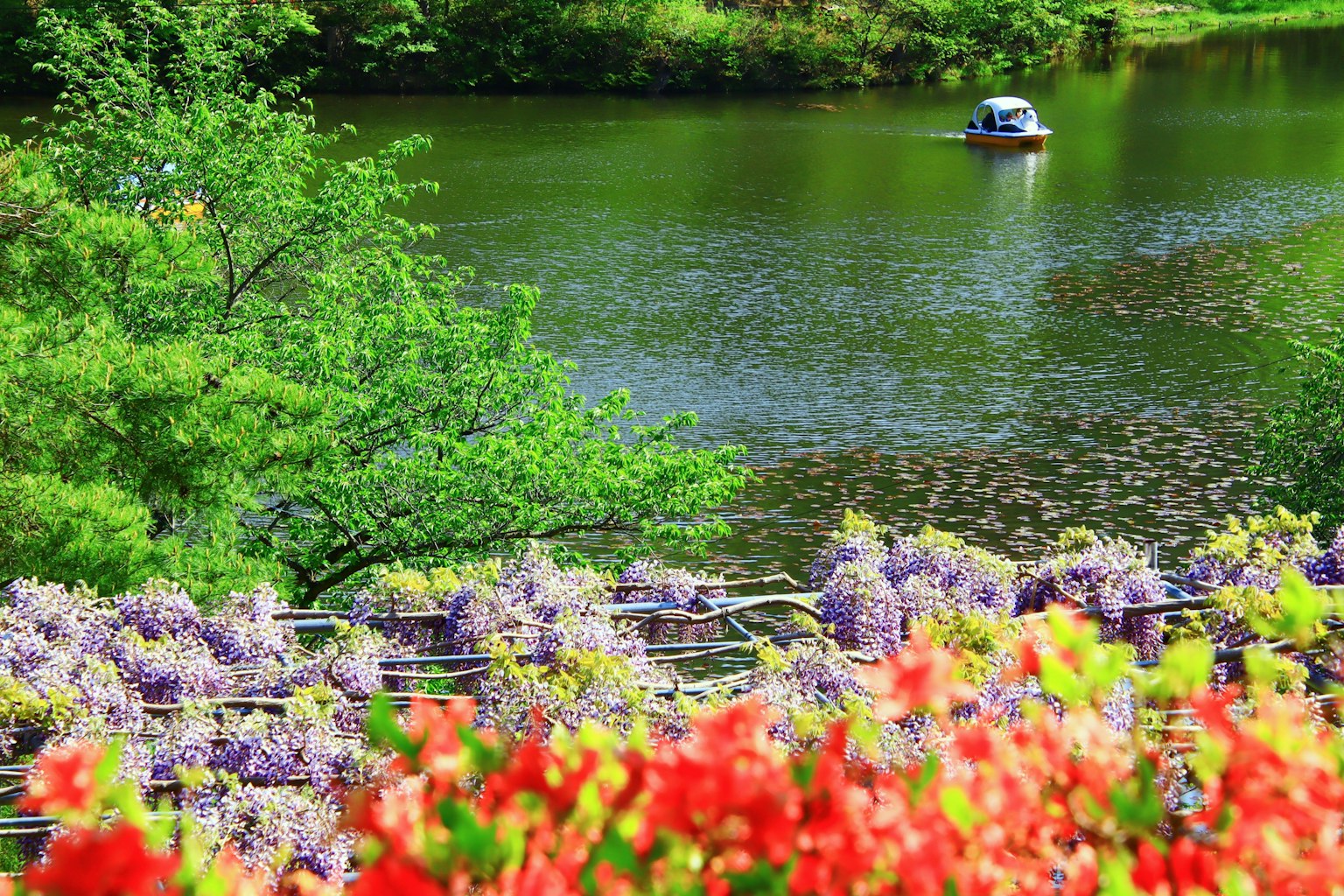 Grüner See mit einem Boot, Vordergrund mit lila Glyzinien und roten Blumen