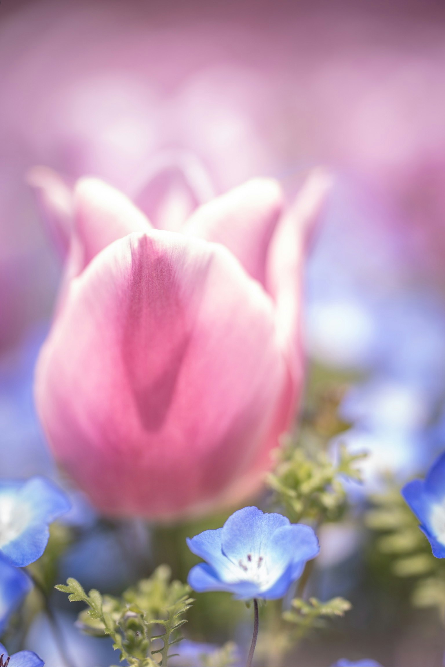 Close-up of a pink tulip surrounded by blue flowers