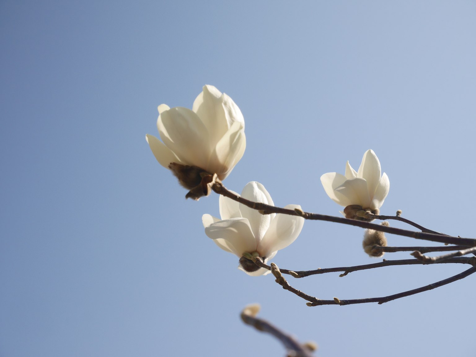 Ein Zweig mit weißen Magnolienblüten vor blauem Himmel