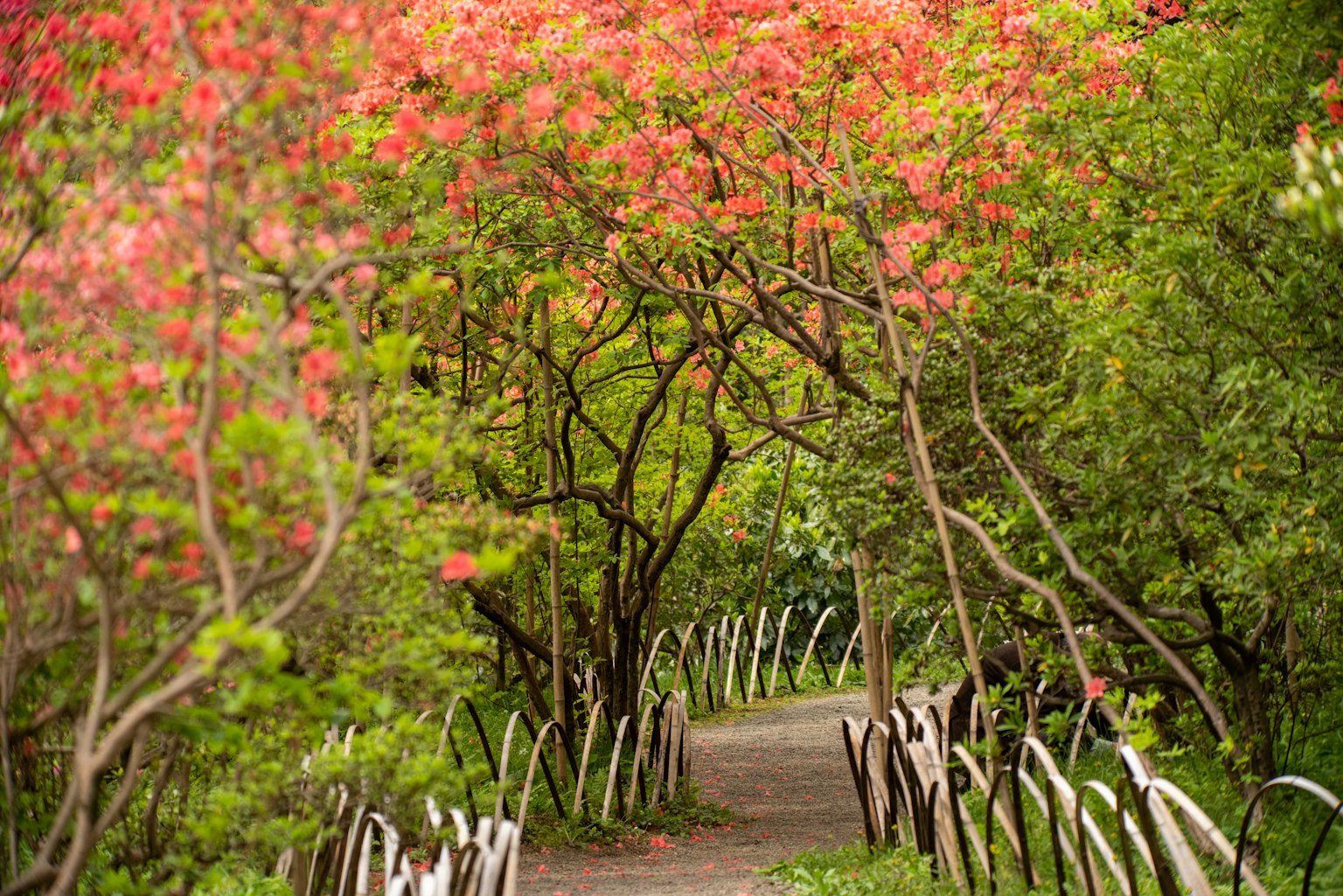 Un sentiero circondato da alberi fioriti vivaci che attraversa un giardino lussureggiante