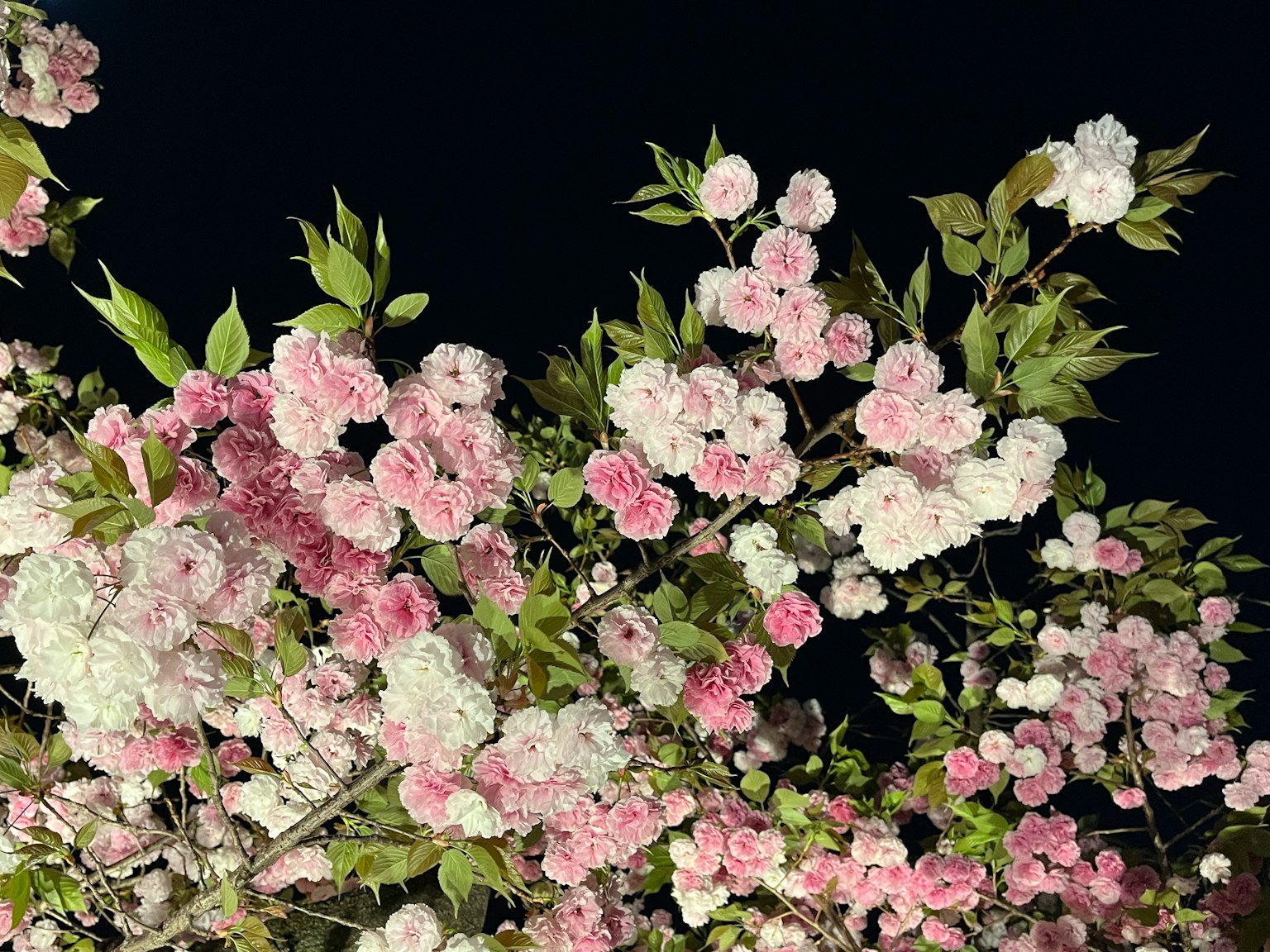 夜空中盛開的粉色和白色花朵的枝條