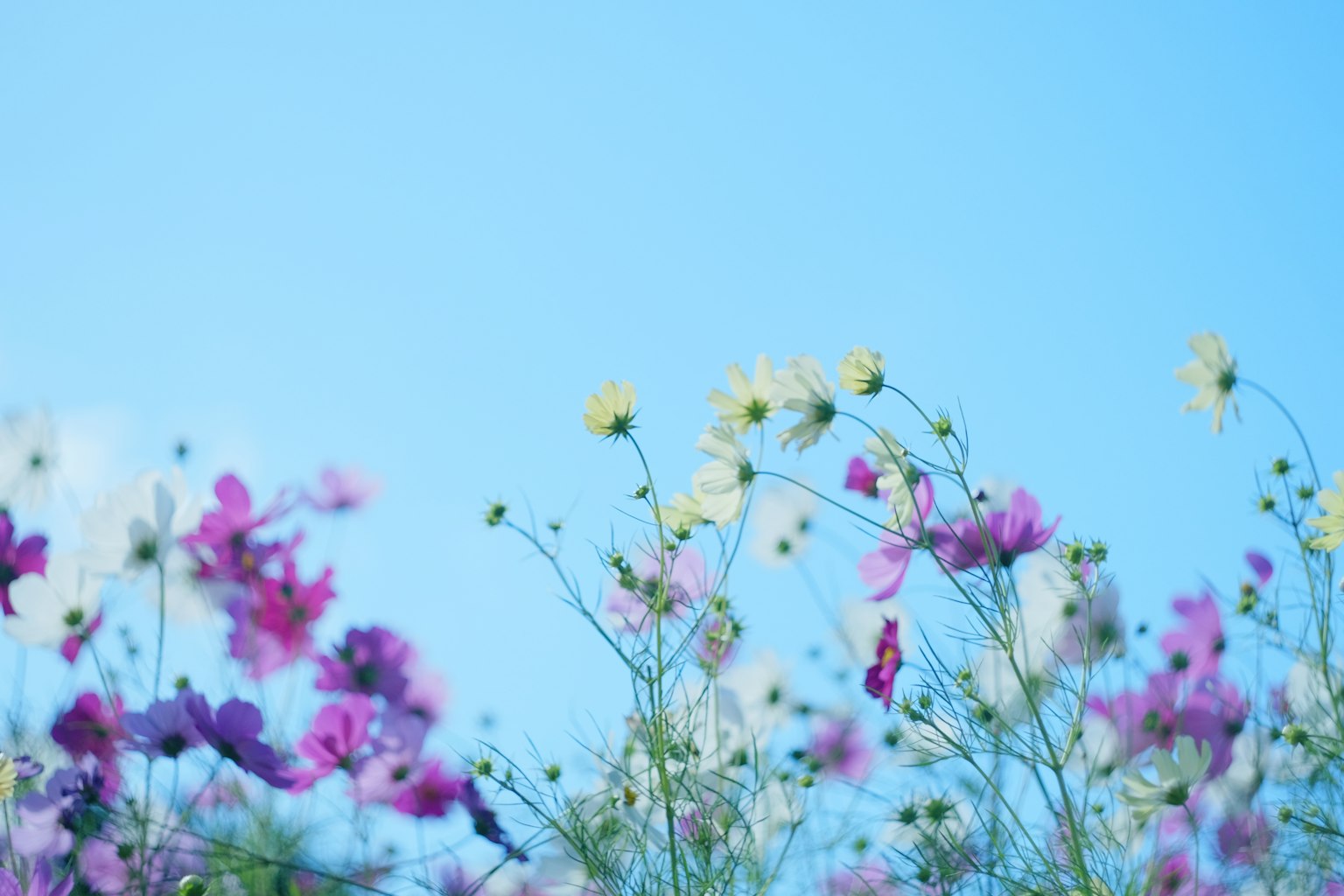 Flores coloridas floreciendo bajo un cielo azul